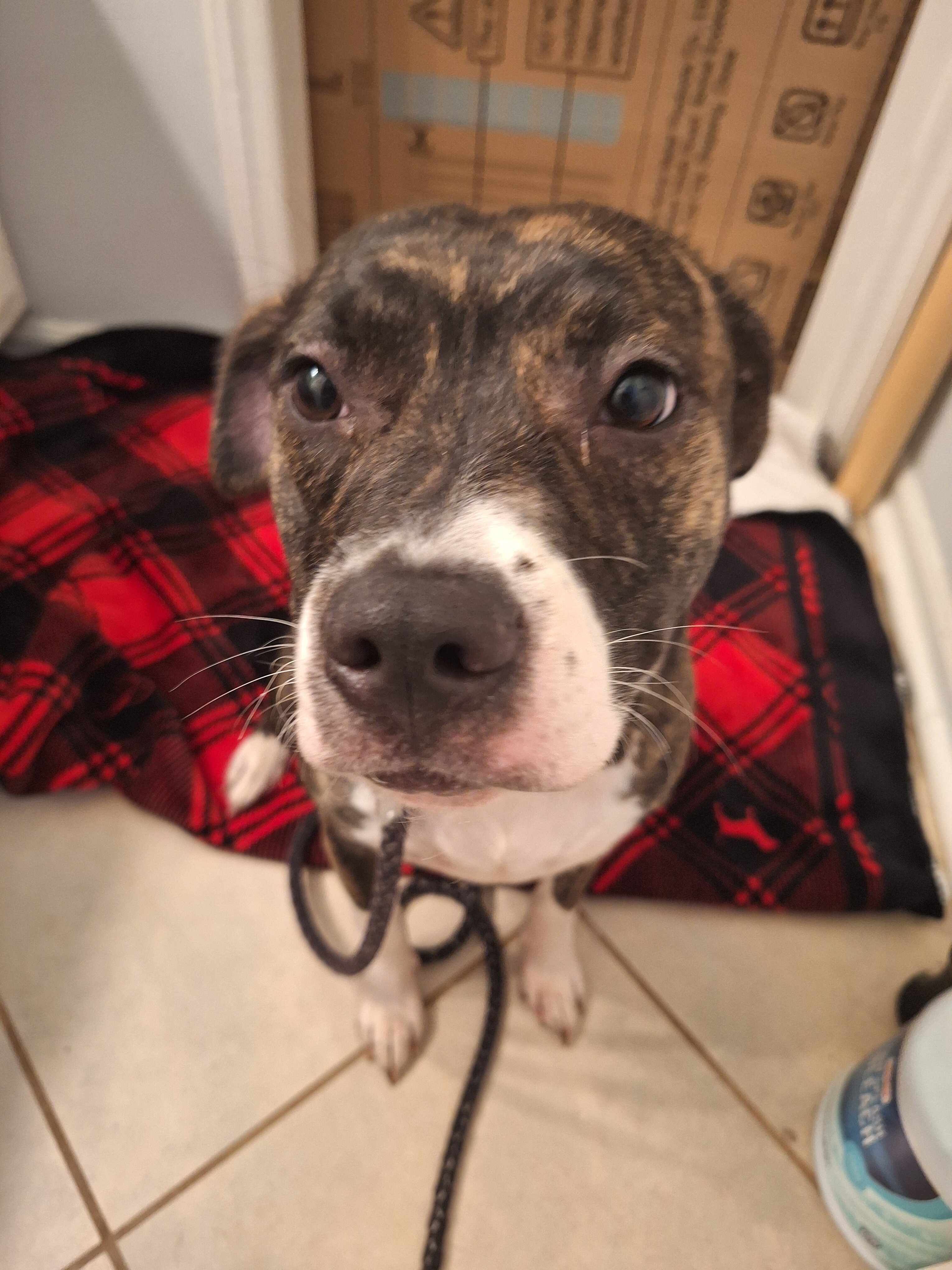 Free brindle Pitt bull mix very sweet and friendly image 3