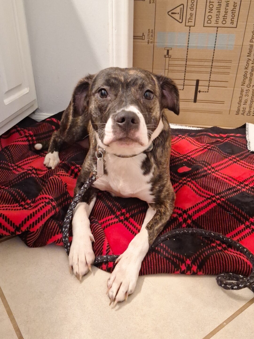 Free brindle Pitt bull mix very sweet and friendly image 2