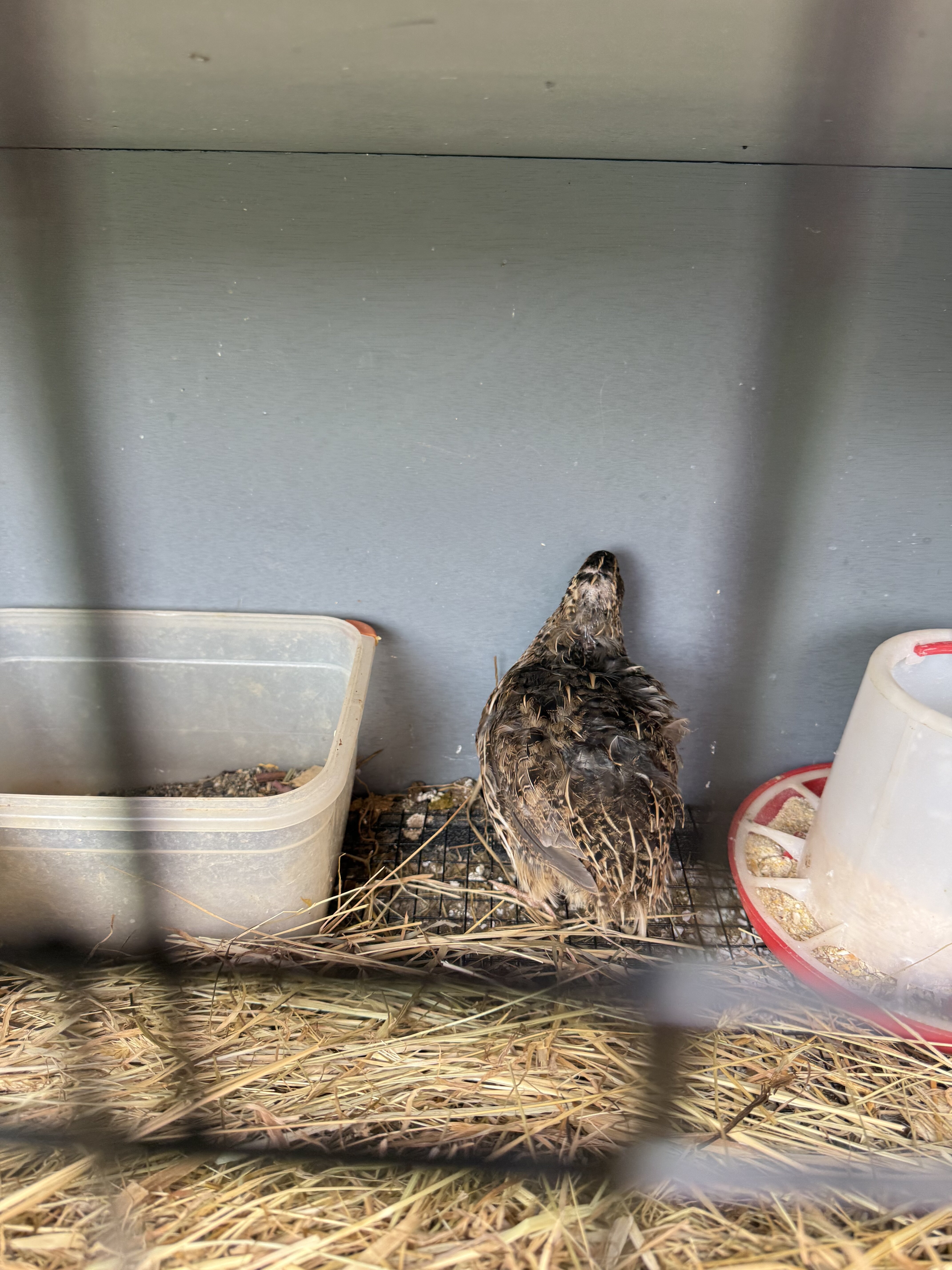 Pharaoh brown quail group of 5 image 4