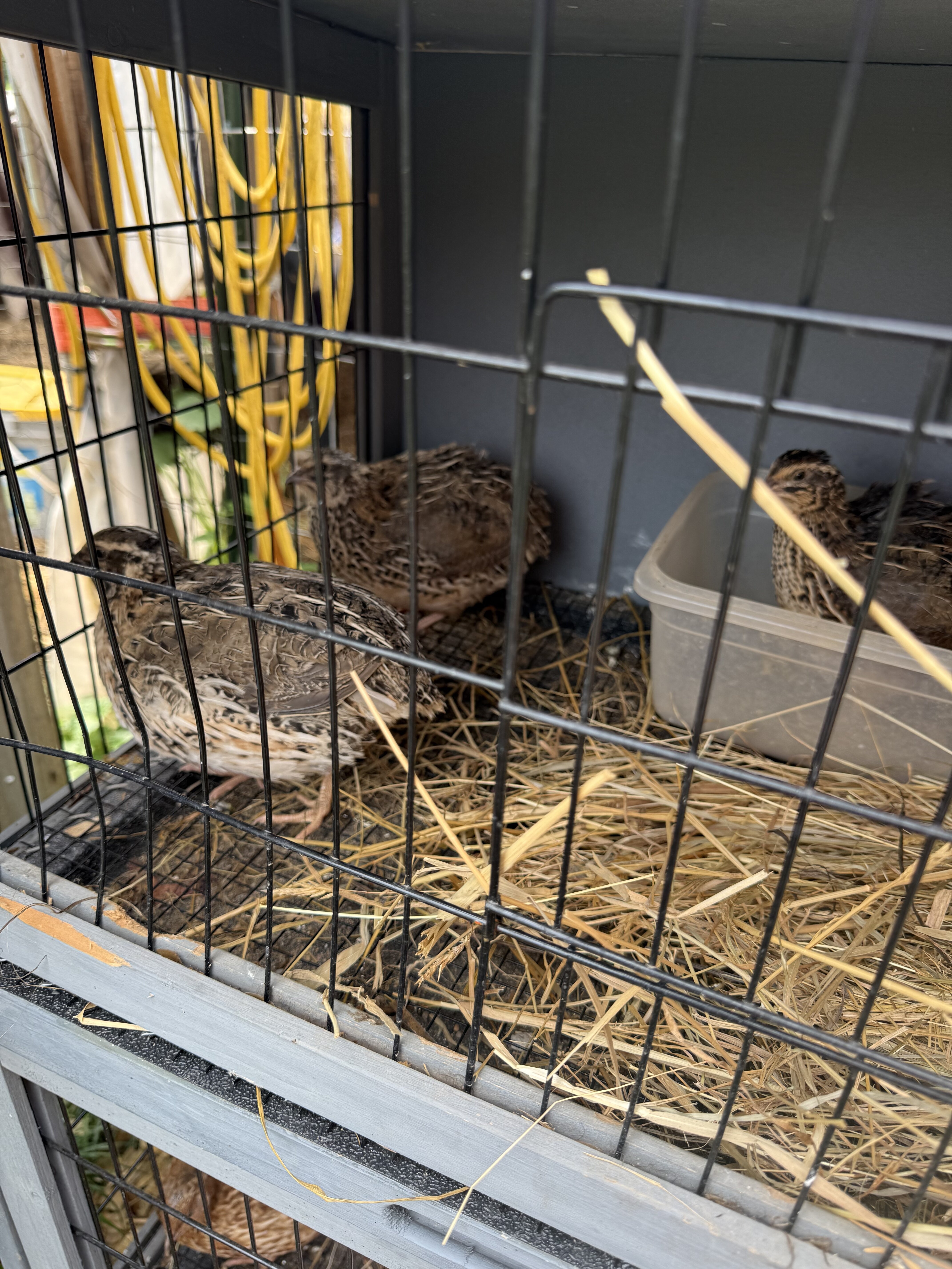 Pharaoh brown quail group of 5 image 1