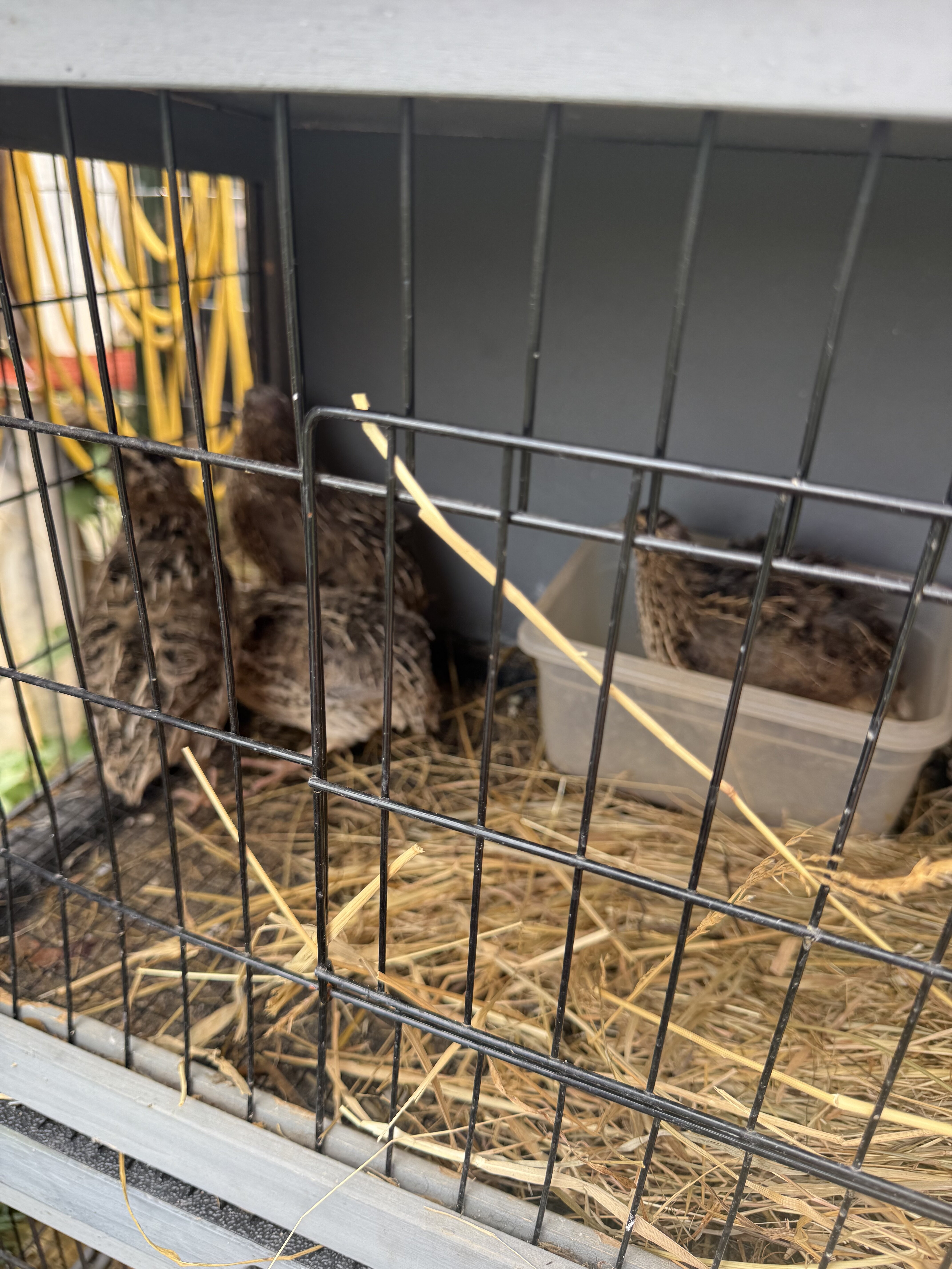 Pharaoh brown quail group of 5 image 2
