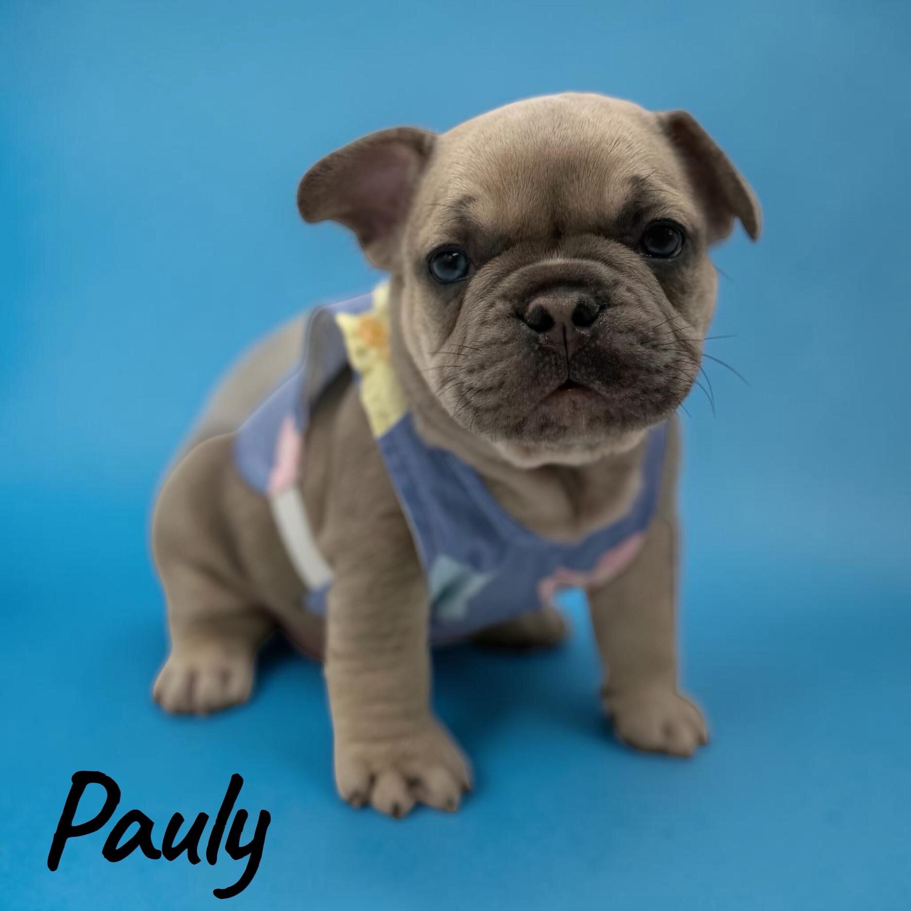 Meet Pauly image 2
