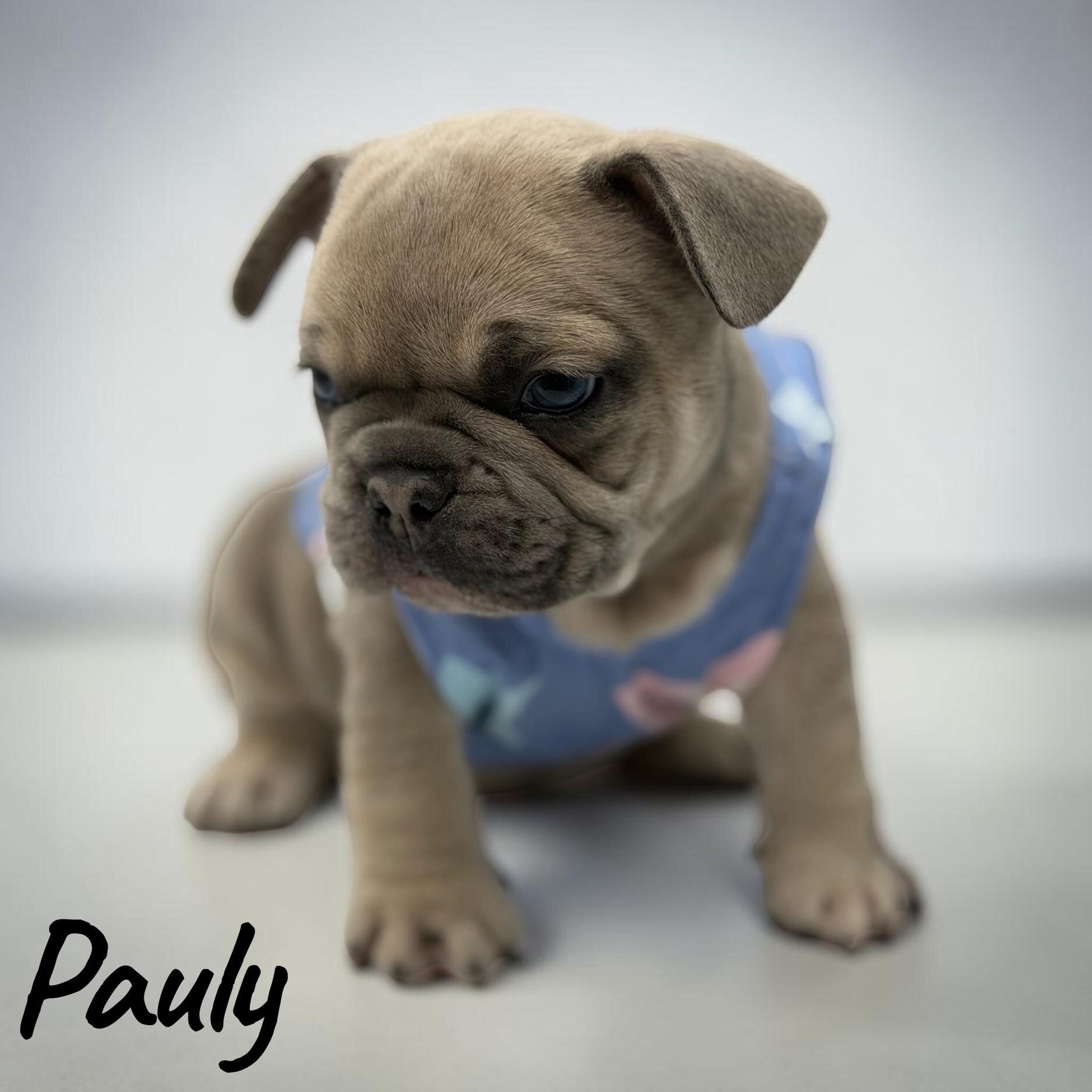 Meet Pauly image 3