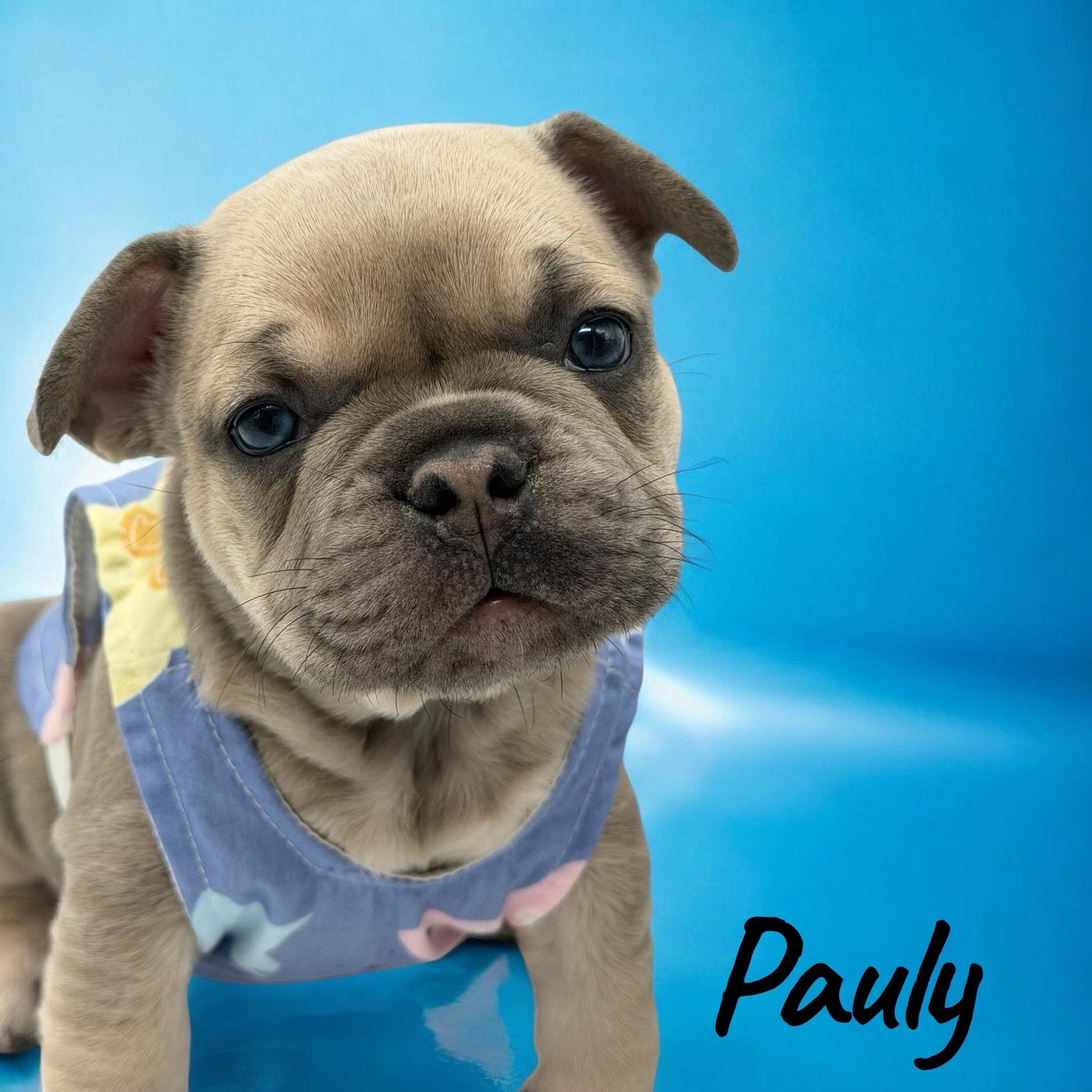 Meet Pauly image 4