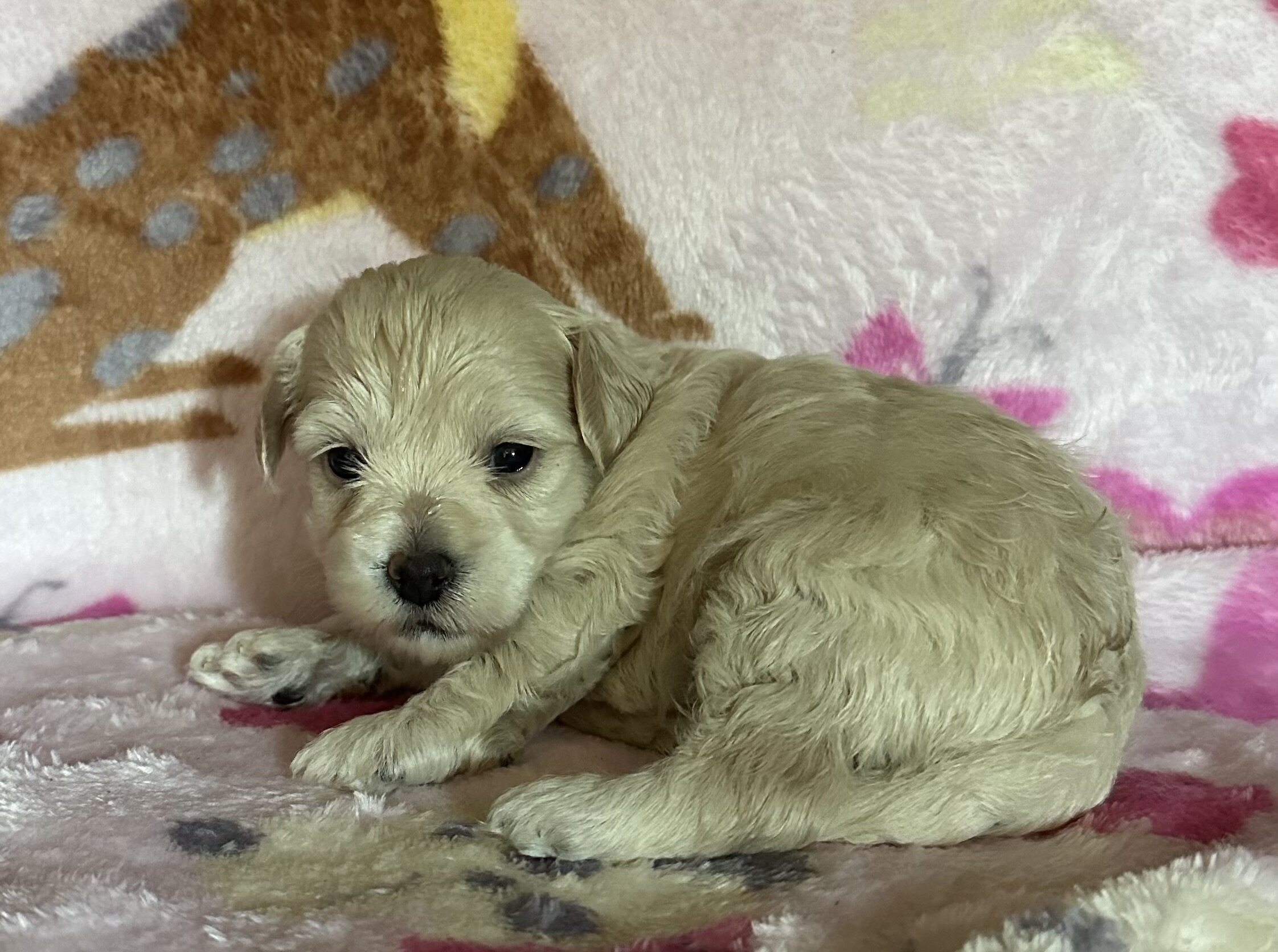 Maltipoo’s image 1