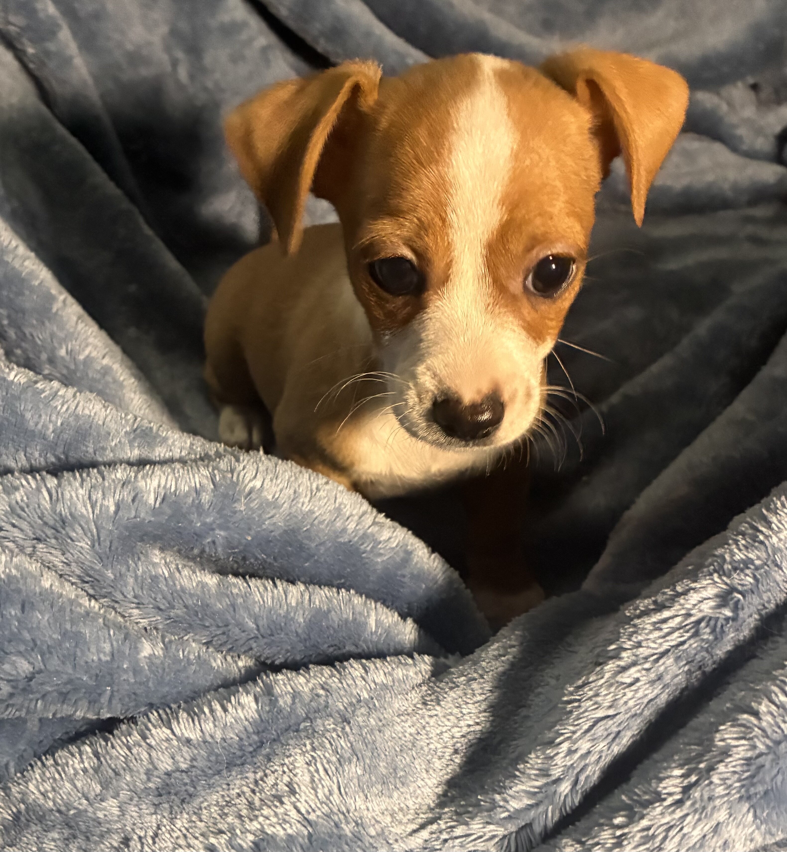 Chiweenie puppies image 1