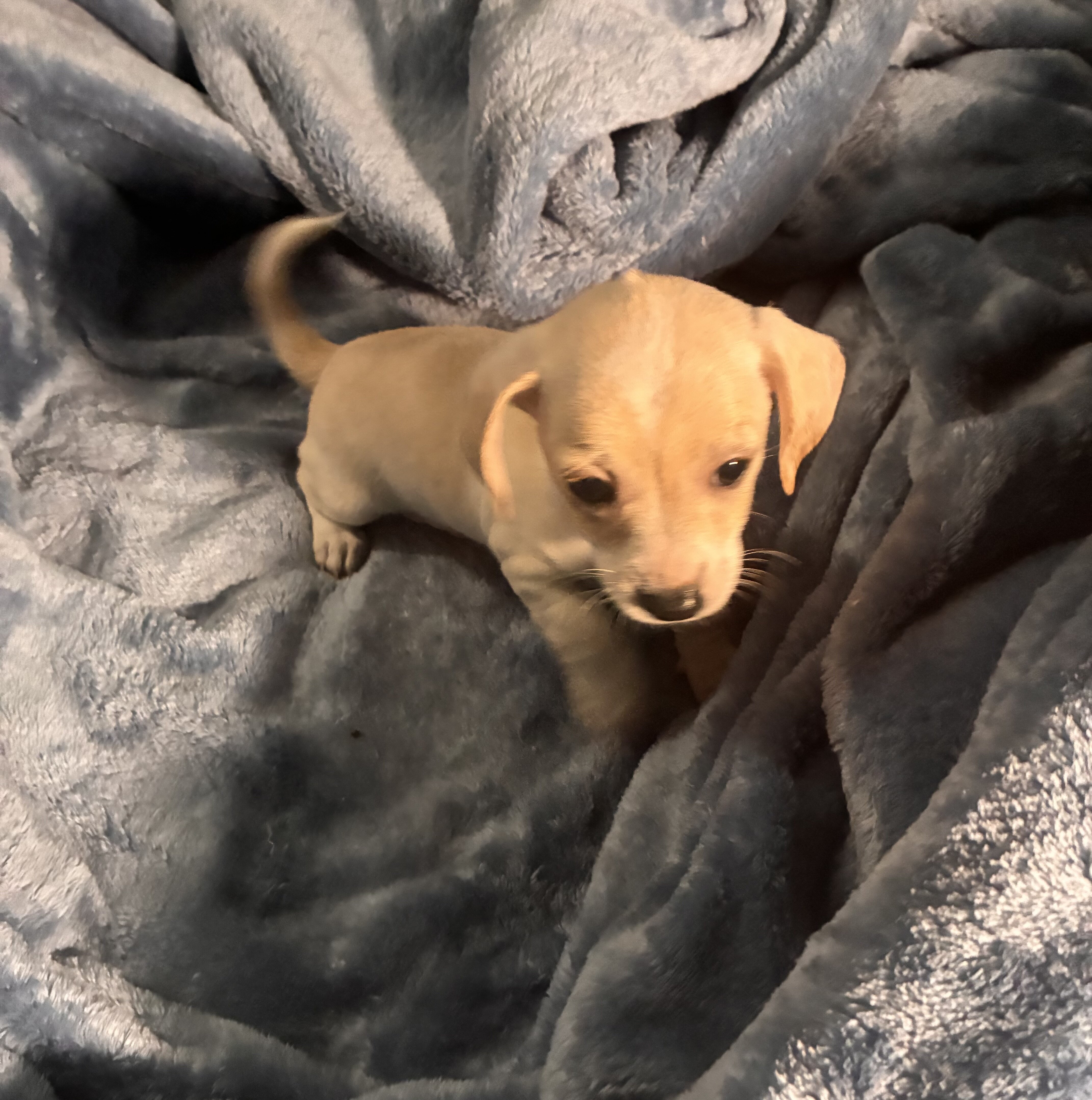 Chiweenie puppies image 2