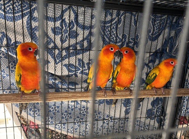 Sun Conure Parrots- Henrietta NY image 4
