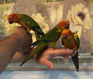 Sun Conure Parrots- Henrietta NY image 3