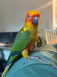Sun Conure Parrots- Henrietta NY image 2