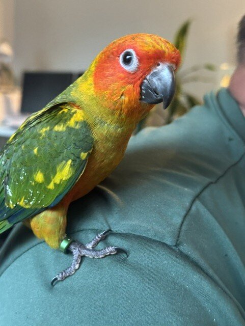 Sun Conure Parrots- Henrietta NY image 1