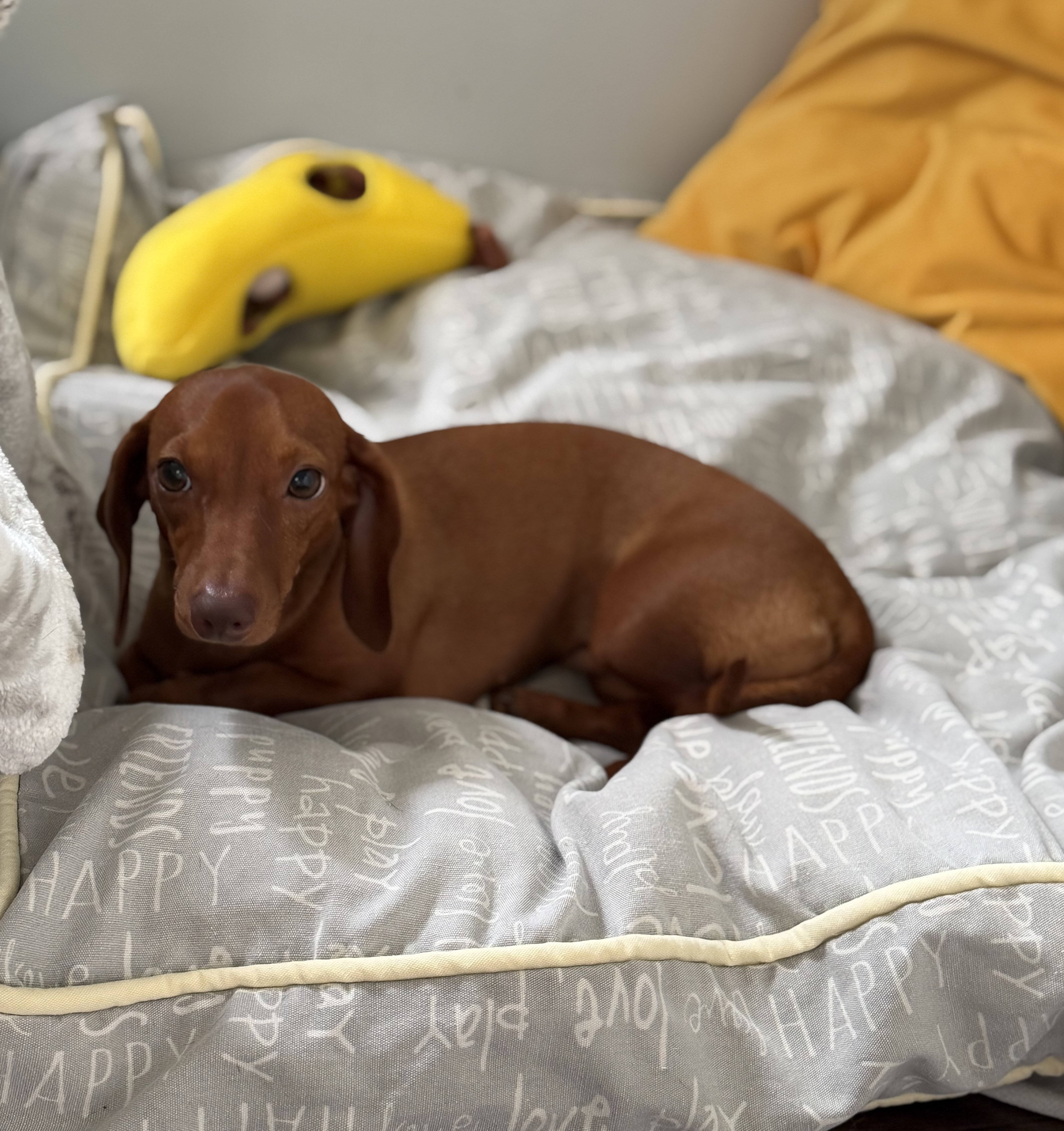 Miniature Dachshund Puppy image 4