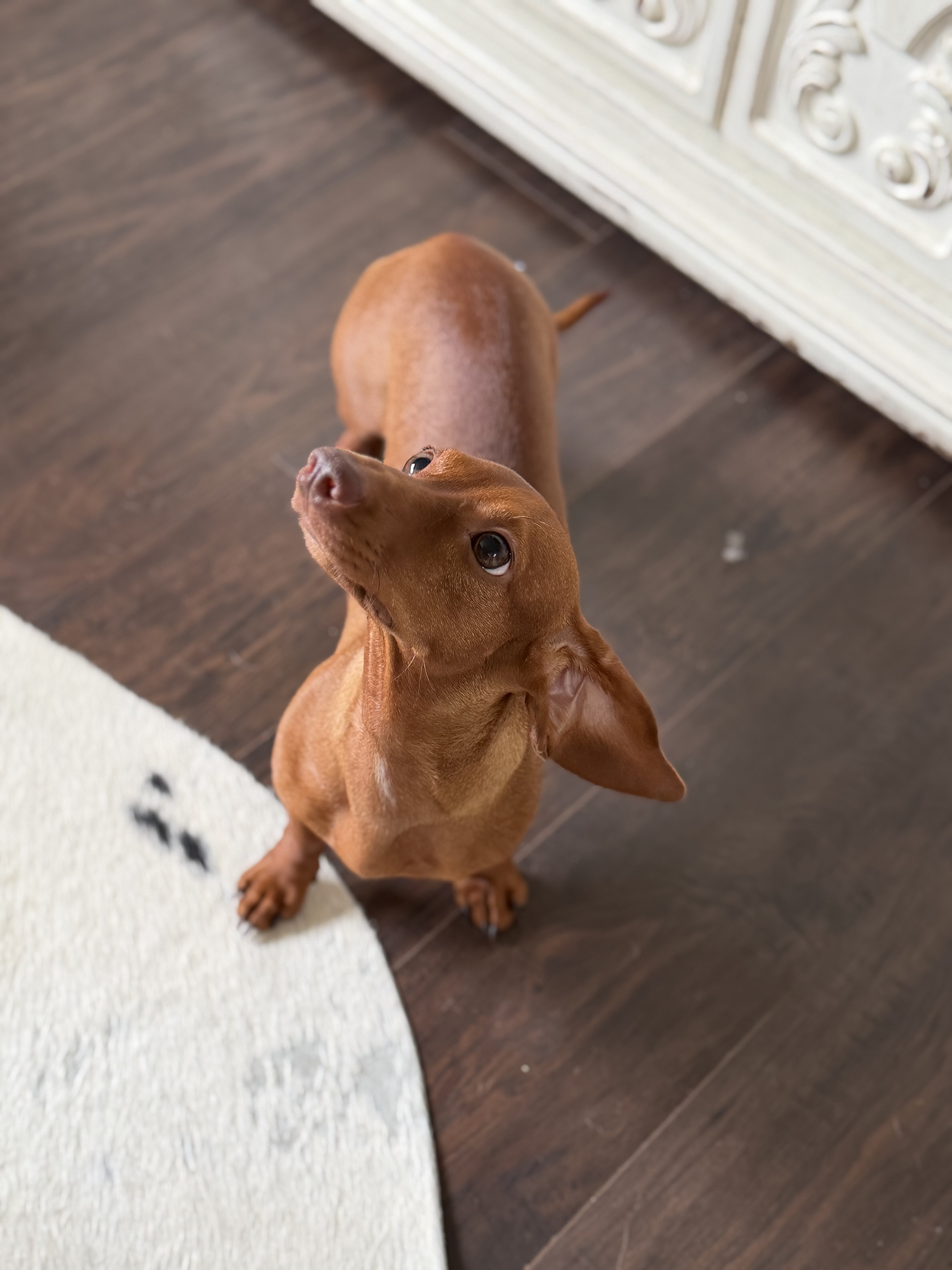 Miniature Dachshund Puppy image 3