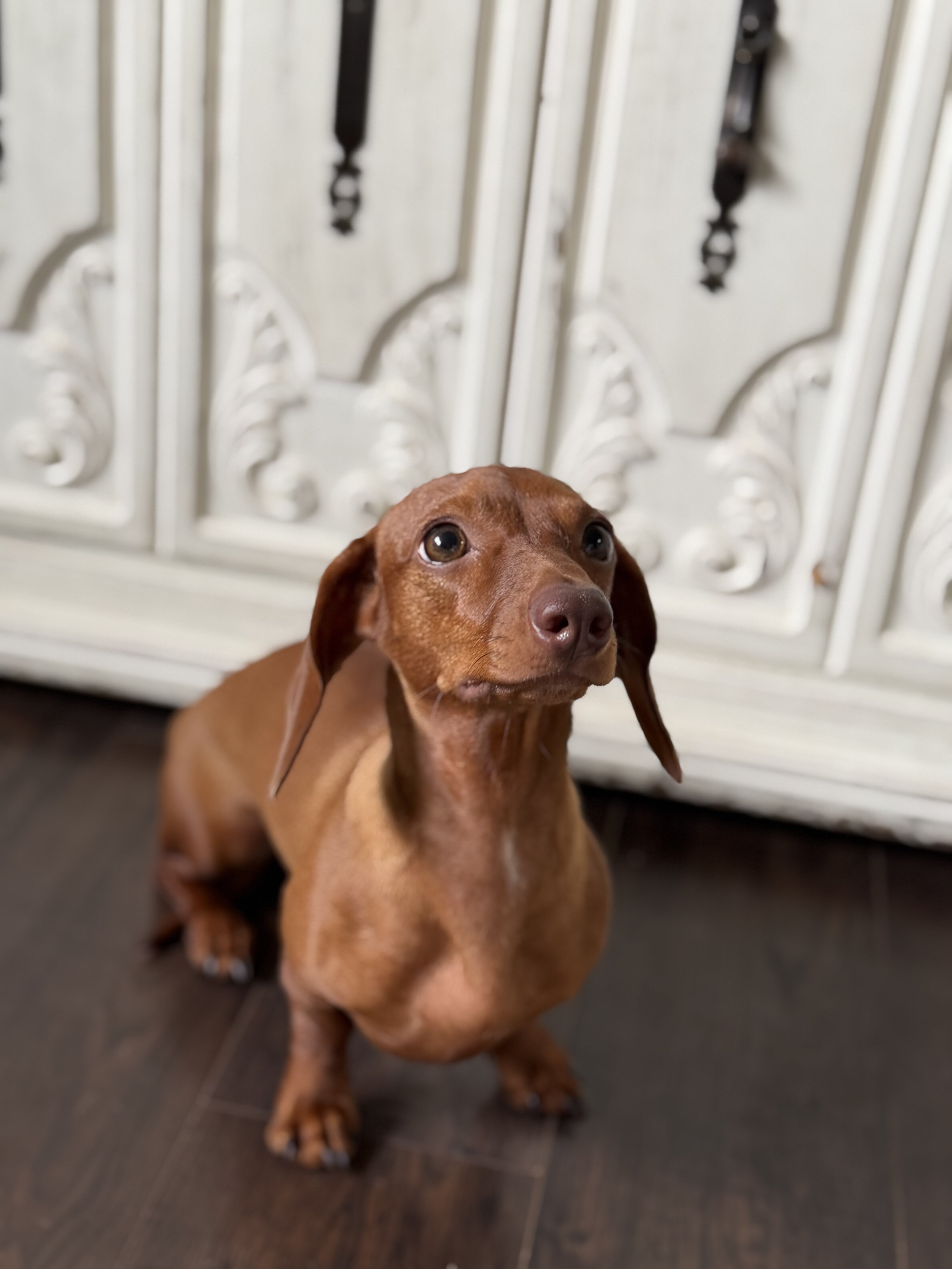 Miniature Dachshund Puppy image 1