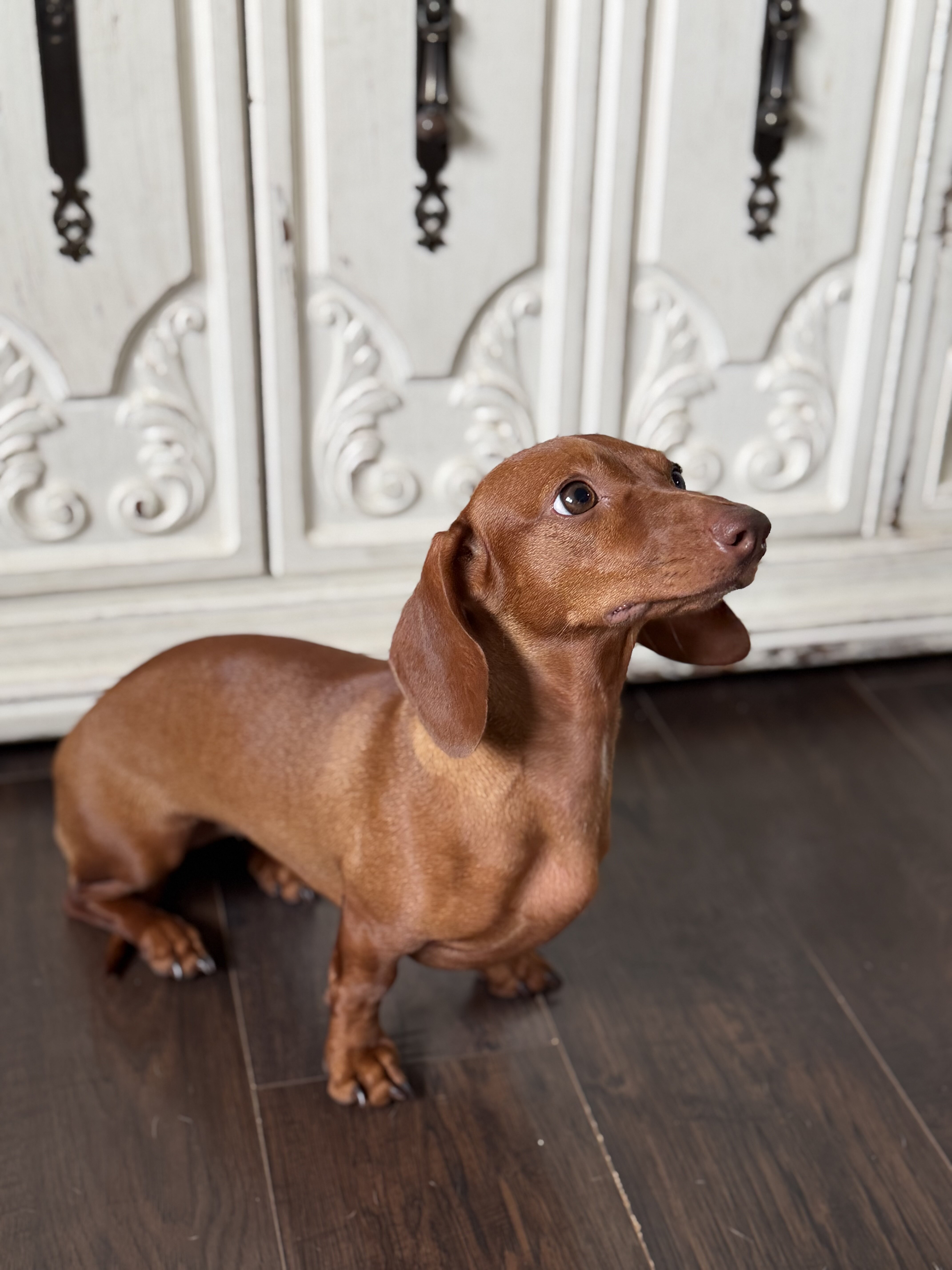Miniature Dachshund Puppy image 2