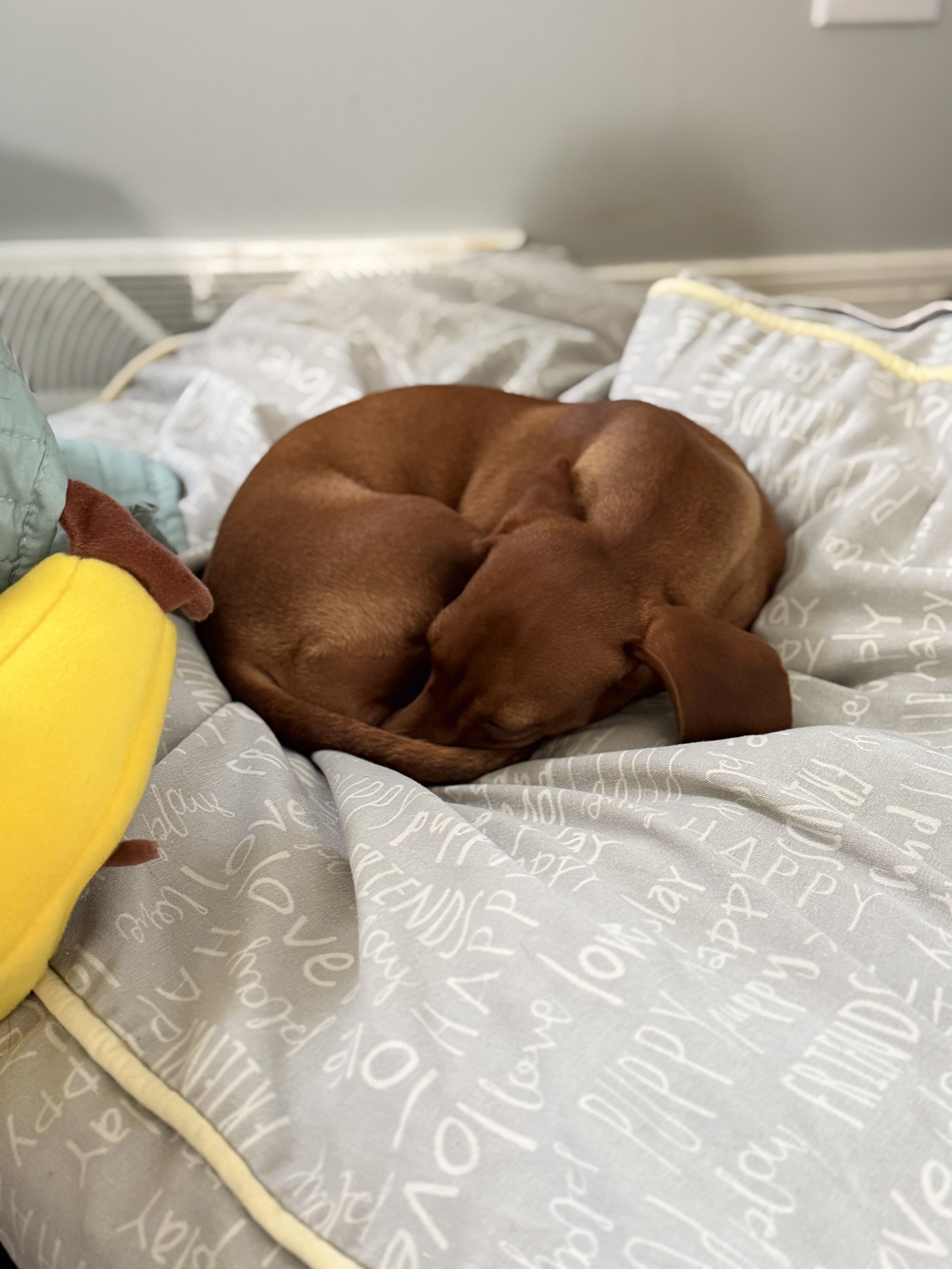Miniature Dachshund Puppy image 5