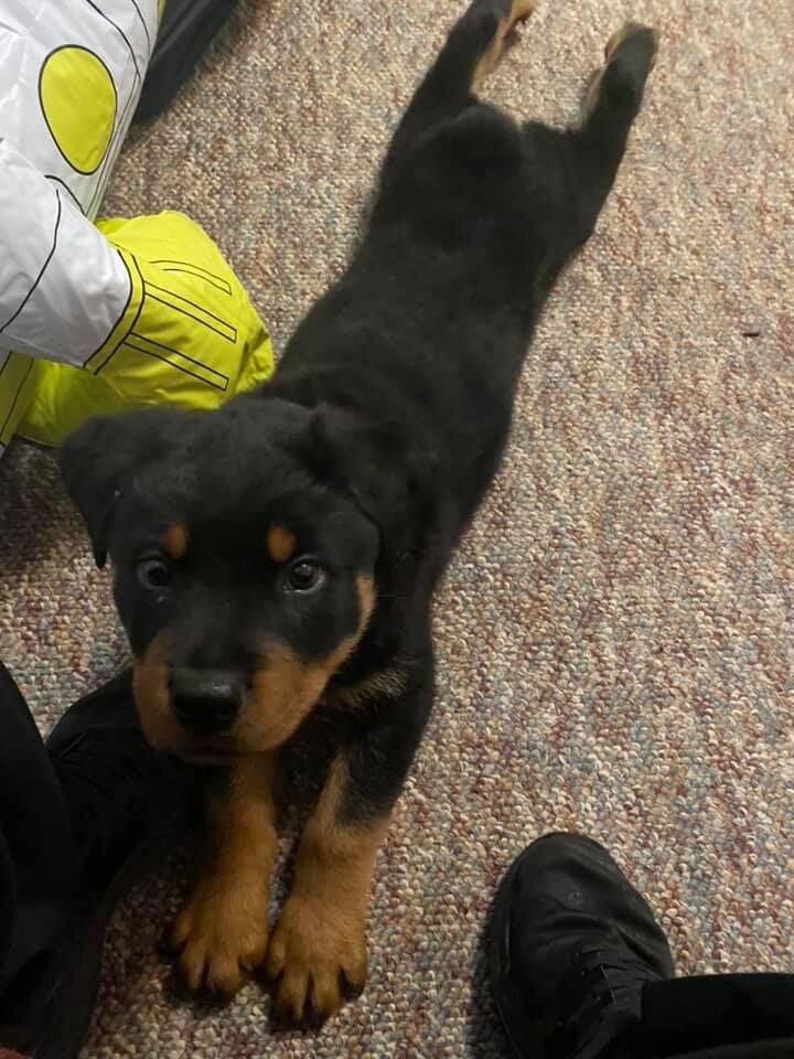 Dogs image 1