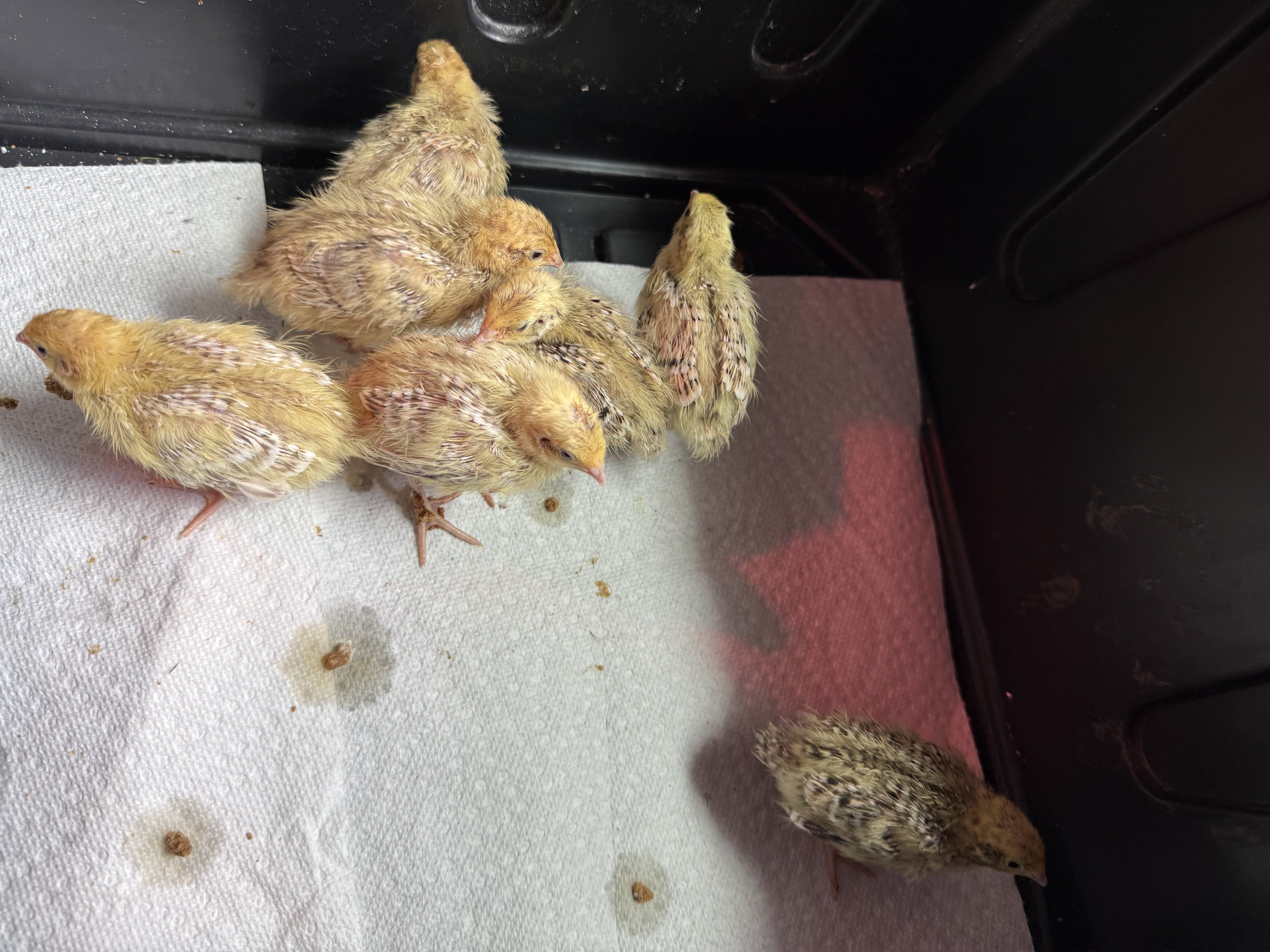 Un sexed baby coturnix quail image 1