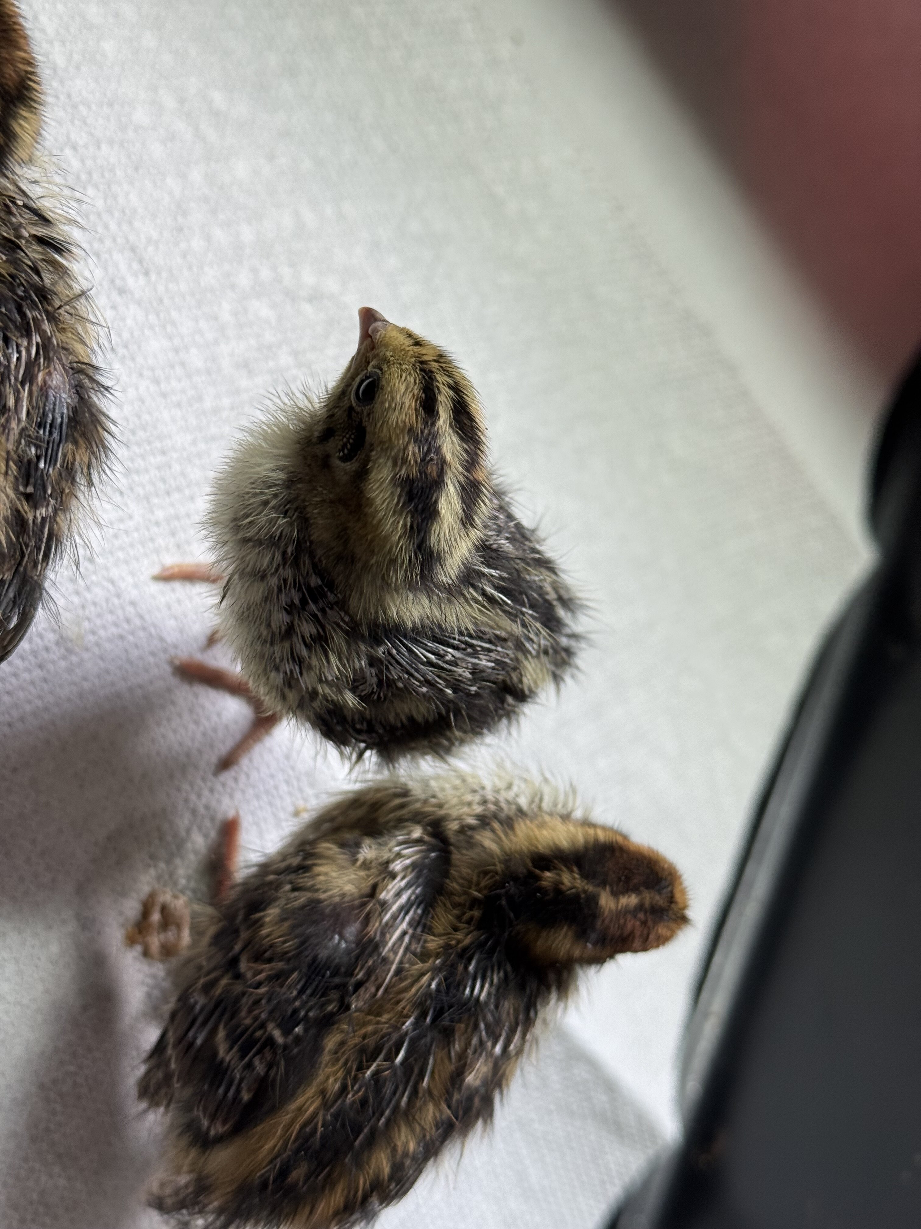 Un sexed baby coturnix quail image 3
