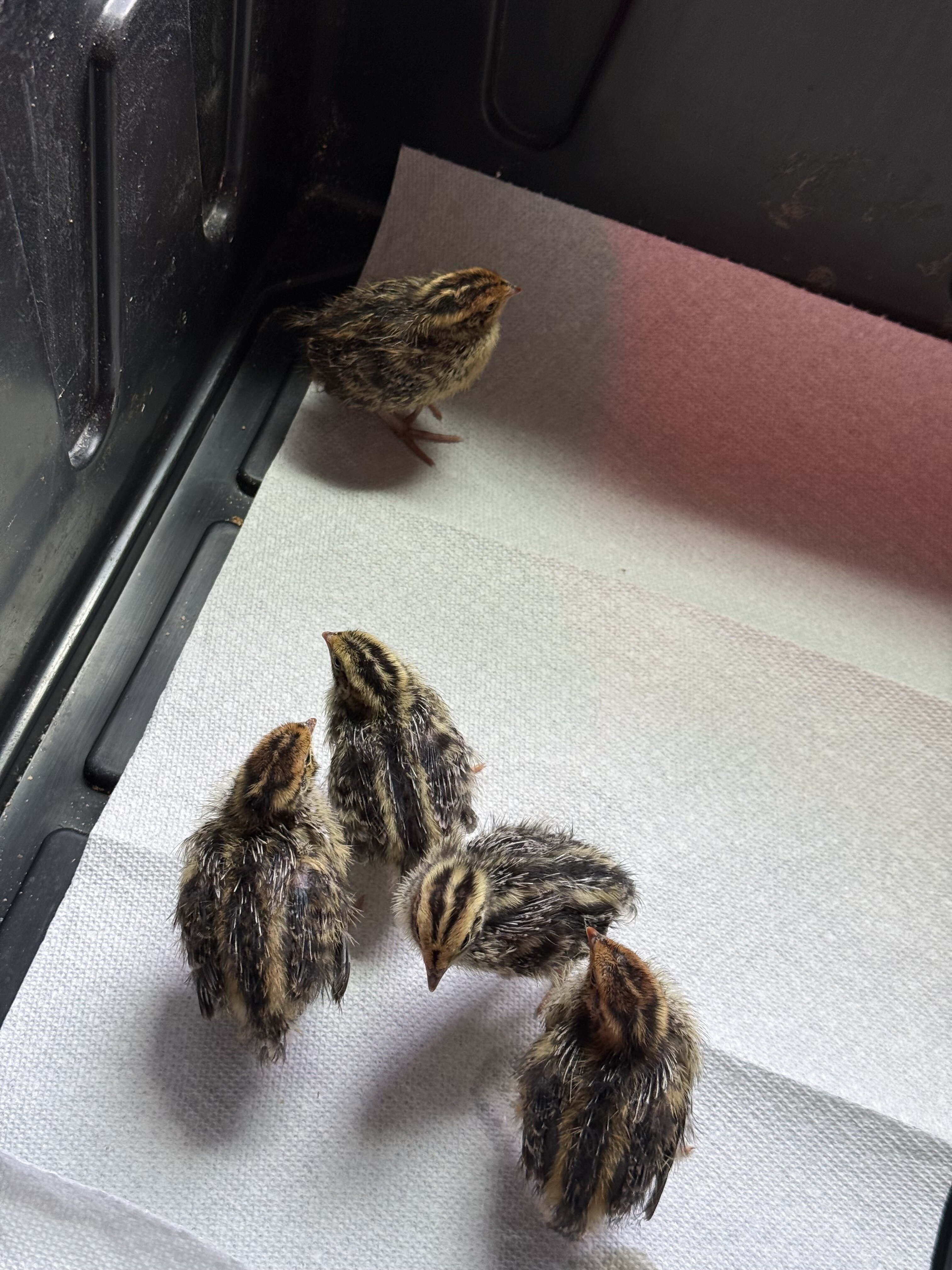 Un sexed baby coturnix quail image 6