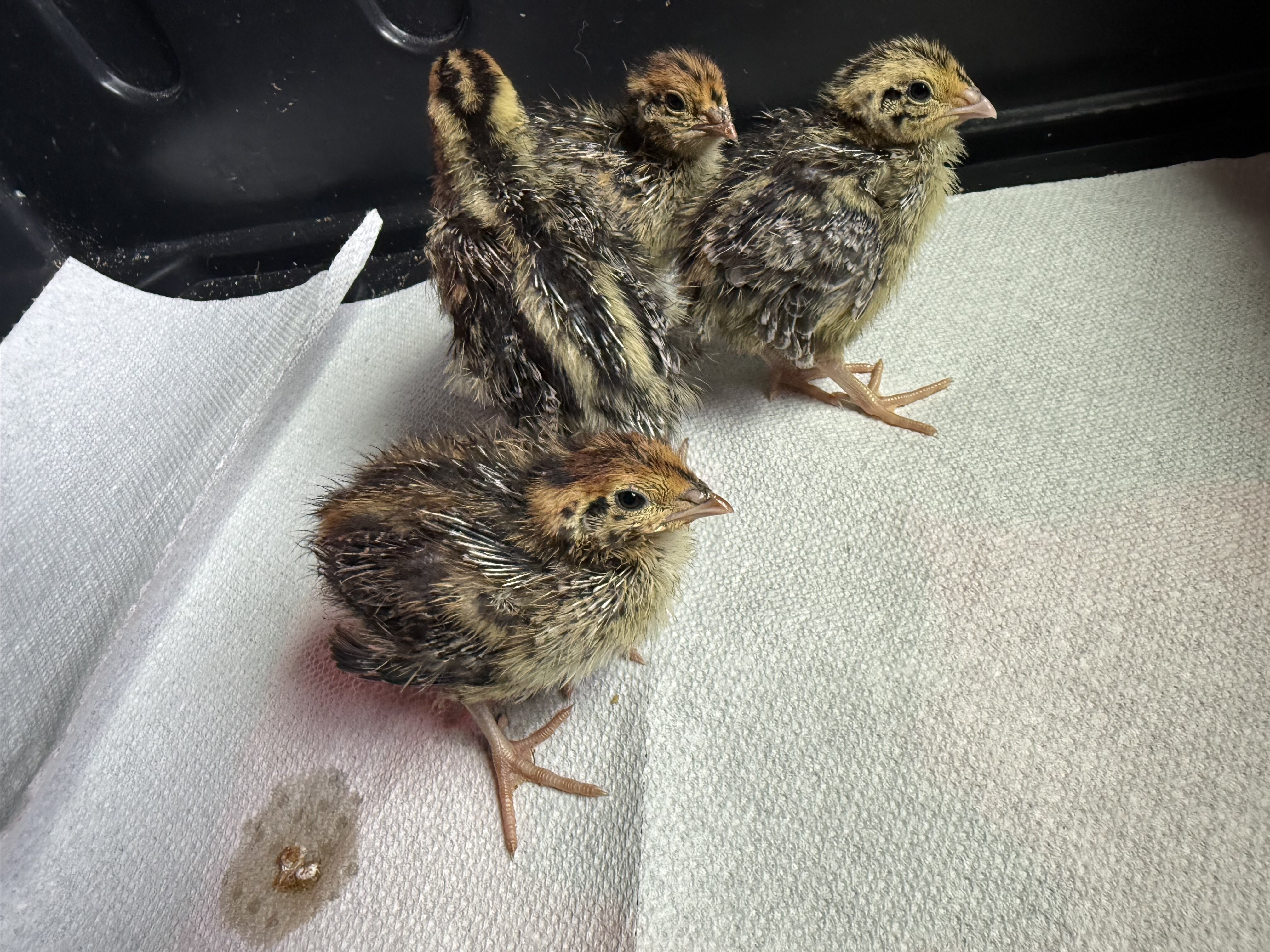 Un sexed baby coturnix quail image 2