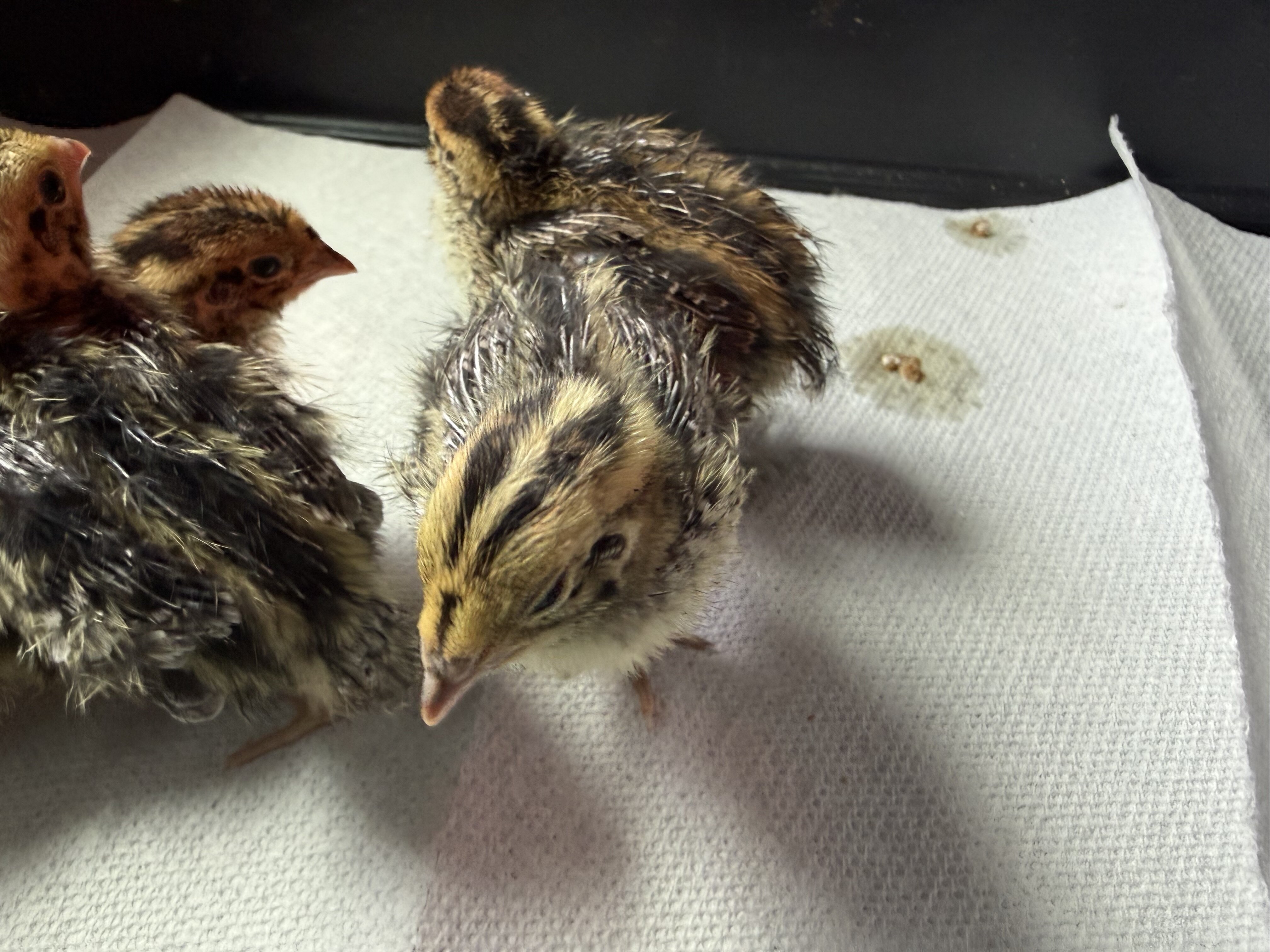 Un sexed baby coturnix quail image 5