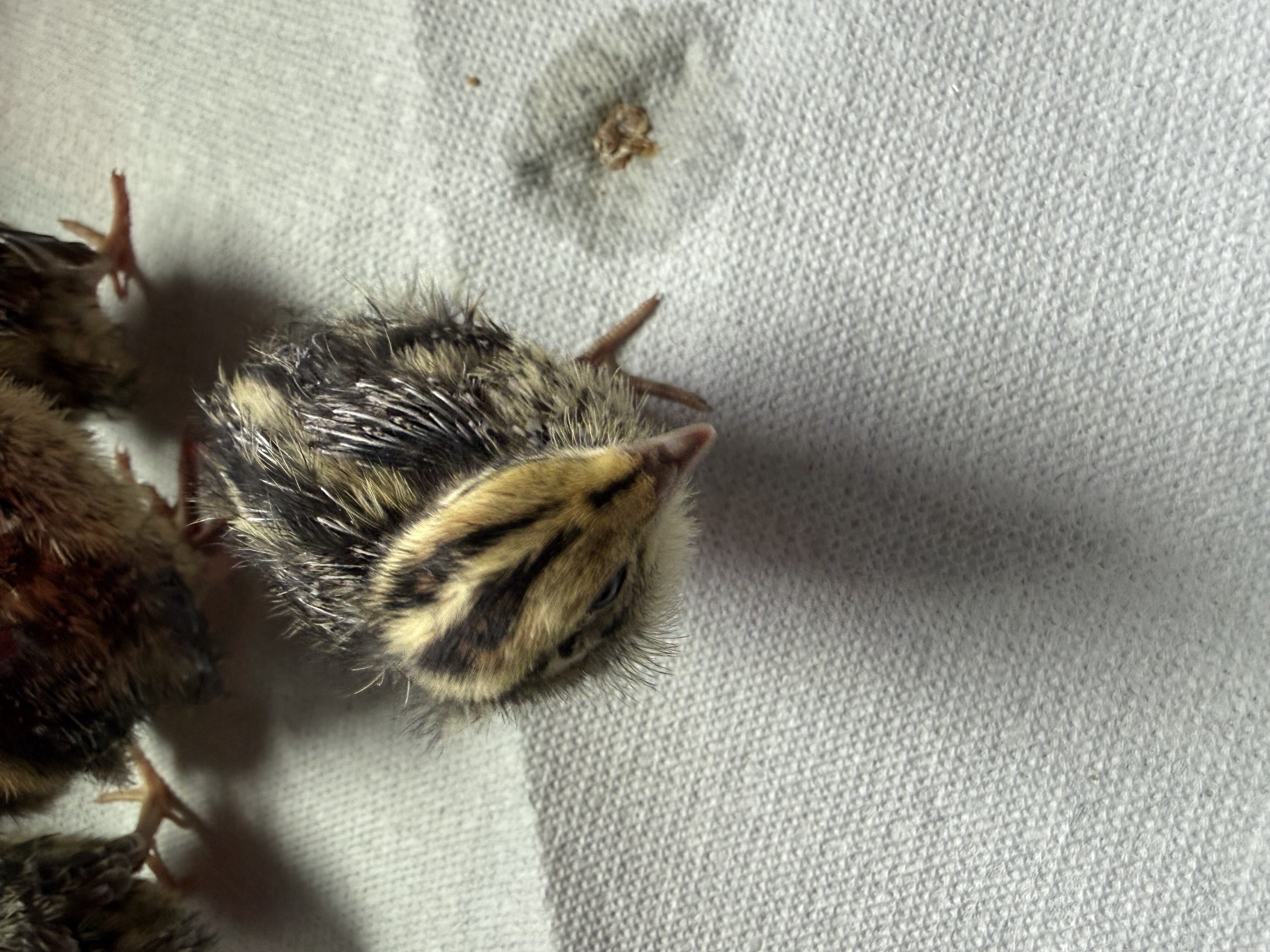 Un sexed baby coturnix quail image 4