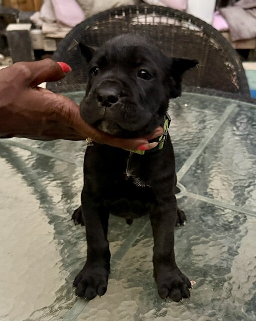 CANE CORSO PUPPIES image 10
