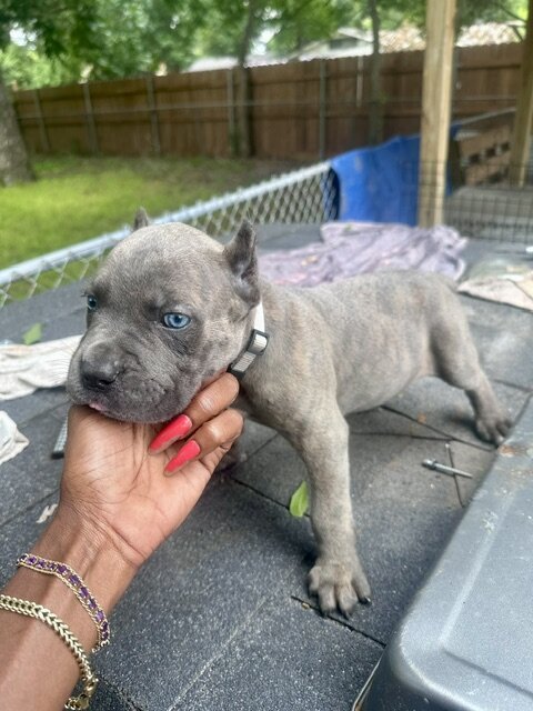 CANE CORSO PUPPIES image 7