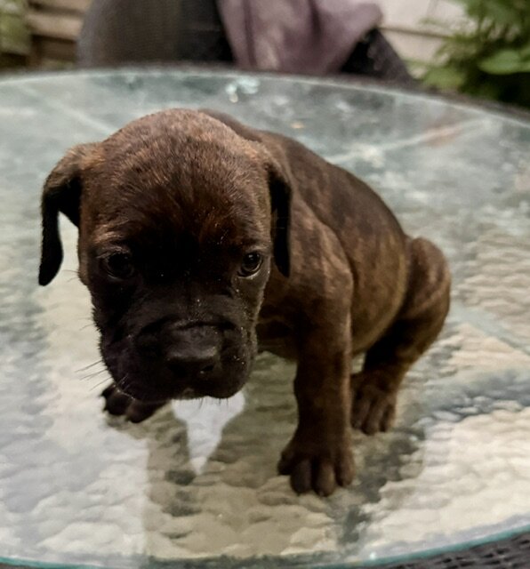 CANE CORSO PUPPIES image 9