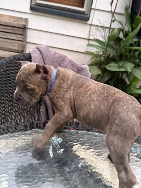 CANE CORSO PUPPIES image 5