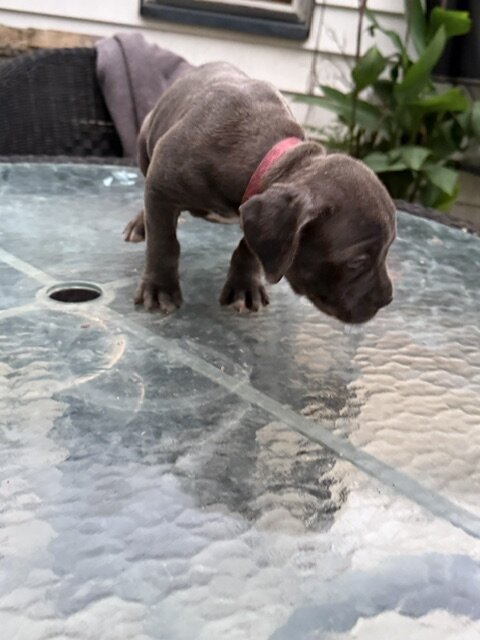 CANE CORSO PUPPIES image 6