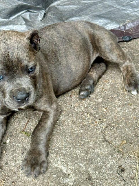CANE CORSO PUPPIES image 2