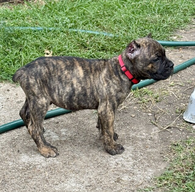 CANE CORSO PUPPIES image 1