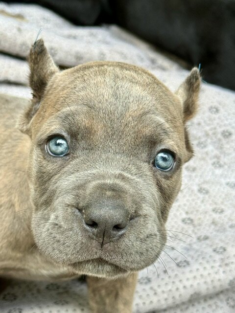 CANE CORSO PUPPIES image 8