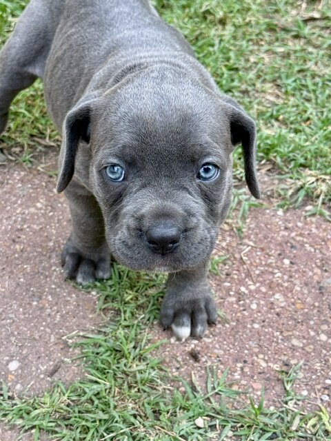 CANE CORSO PUPPIES image 3