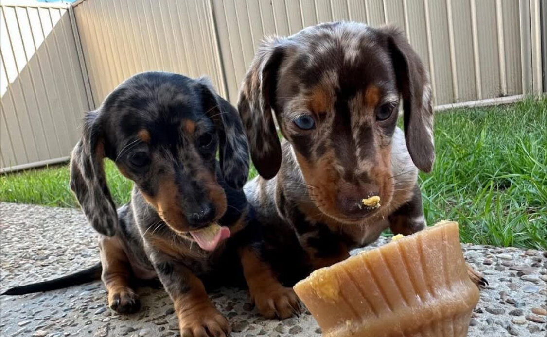 Miniature dachshund puppies image 2