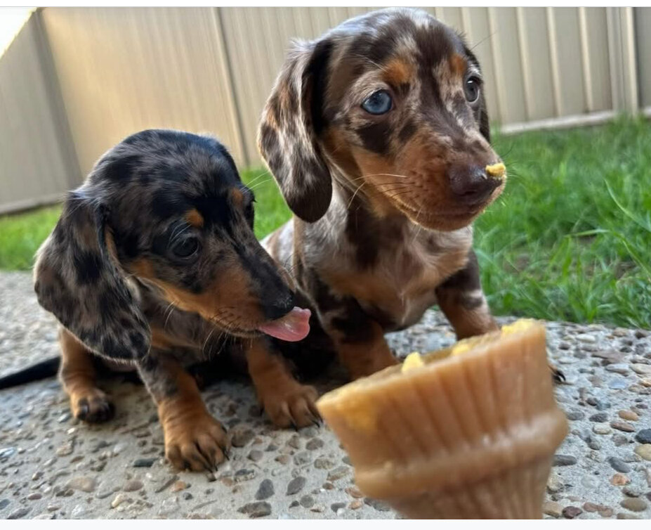 Miniature dachshund puppies image 1
