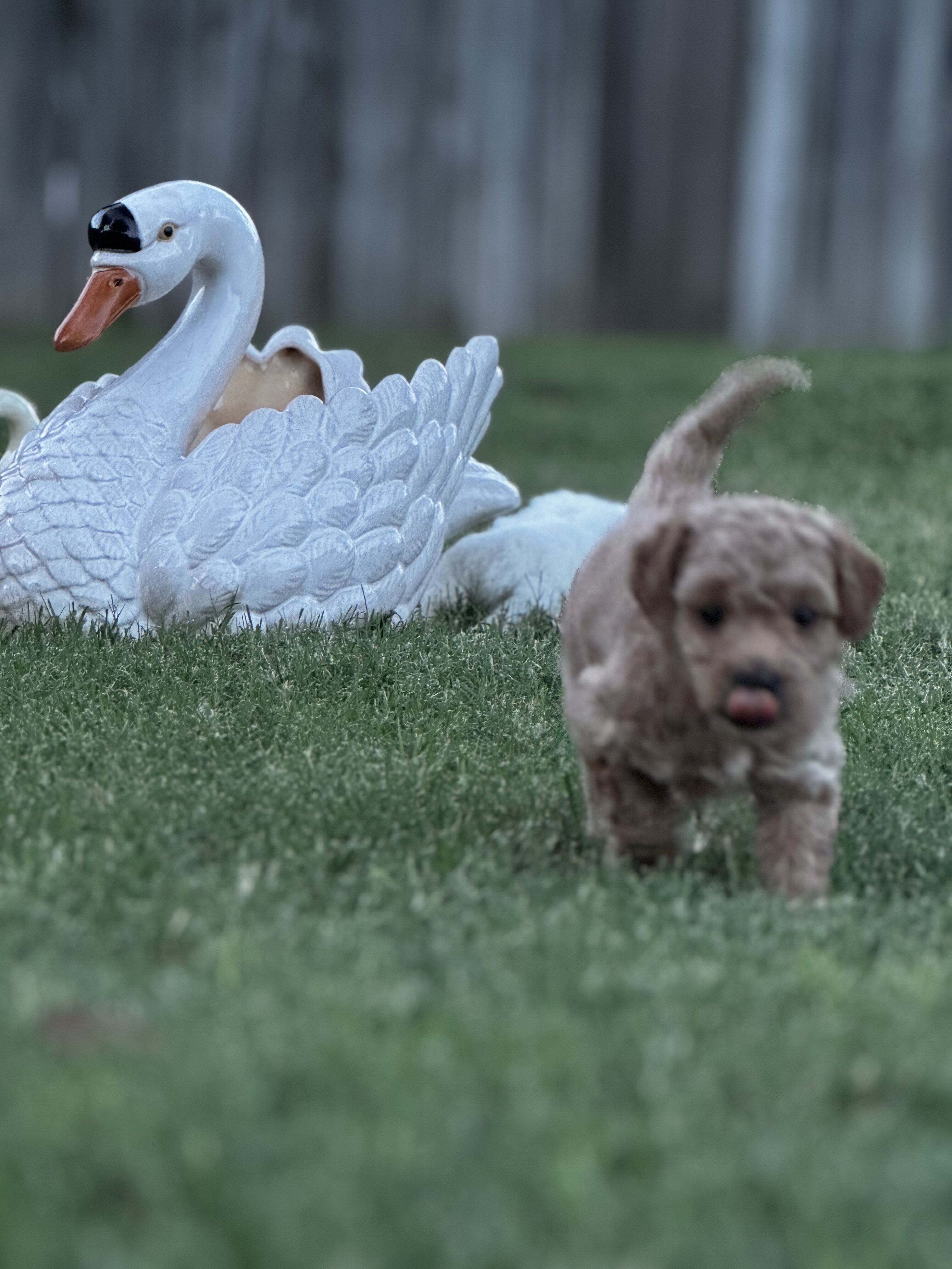 “Indy” Mini Cavapoochon Female image 6