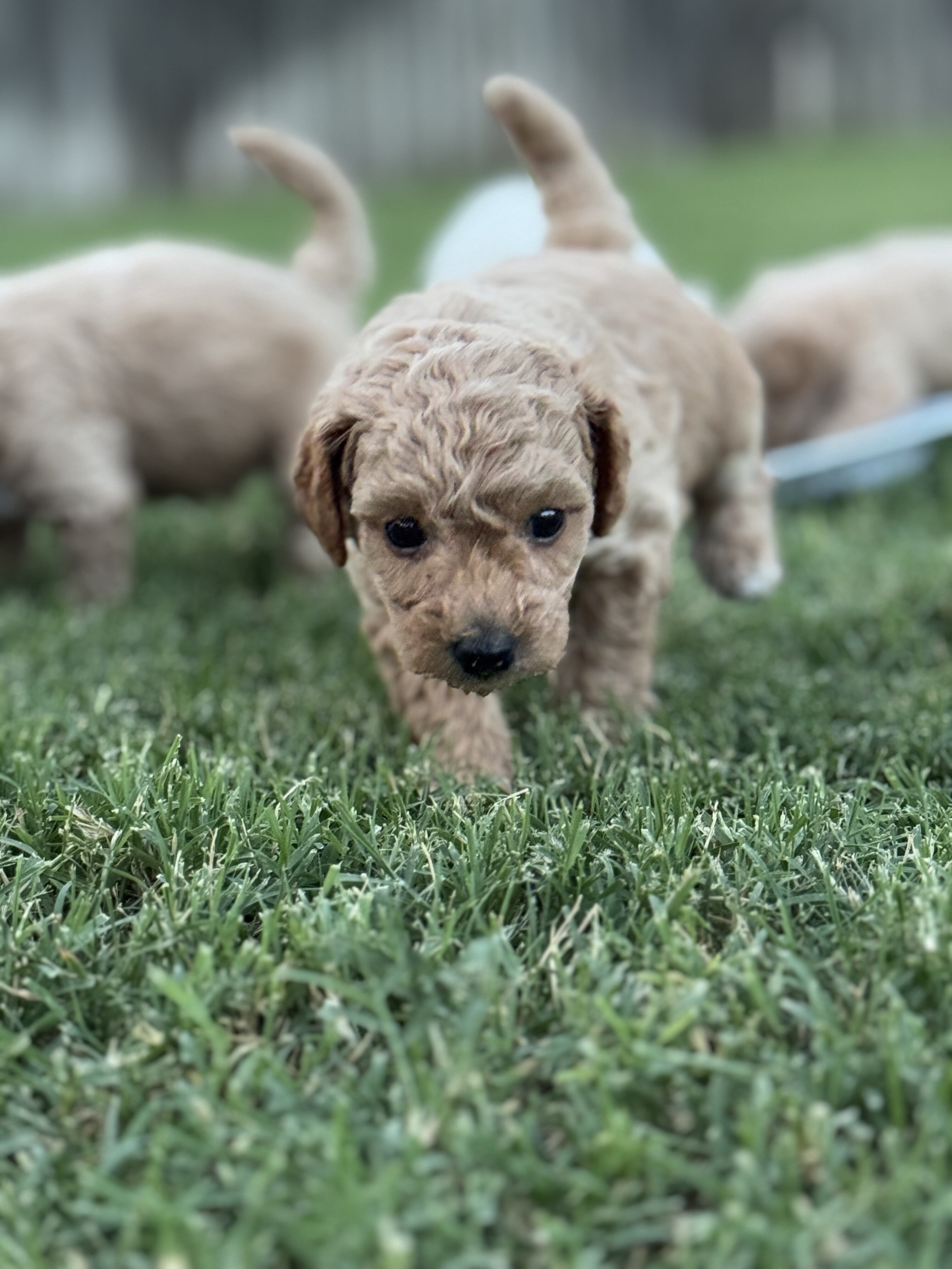 “Indy” Mini Cavapoochon Female image 5
