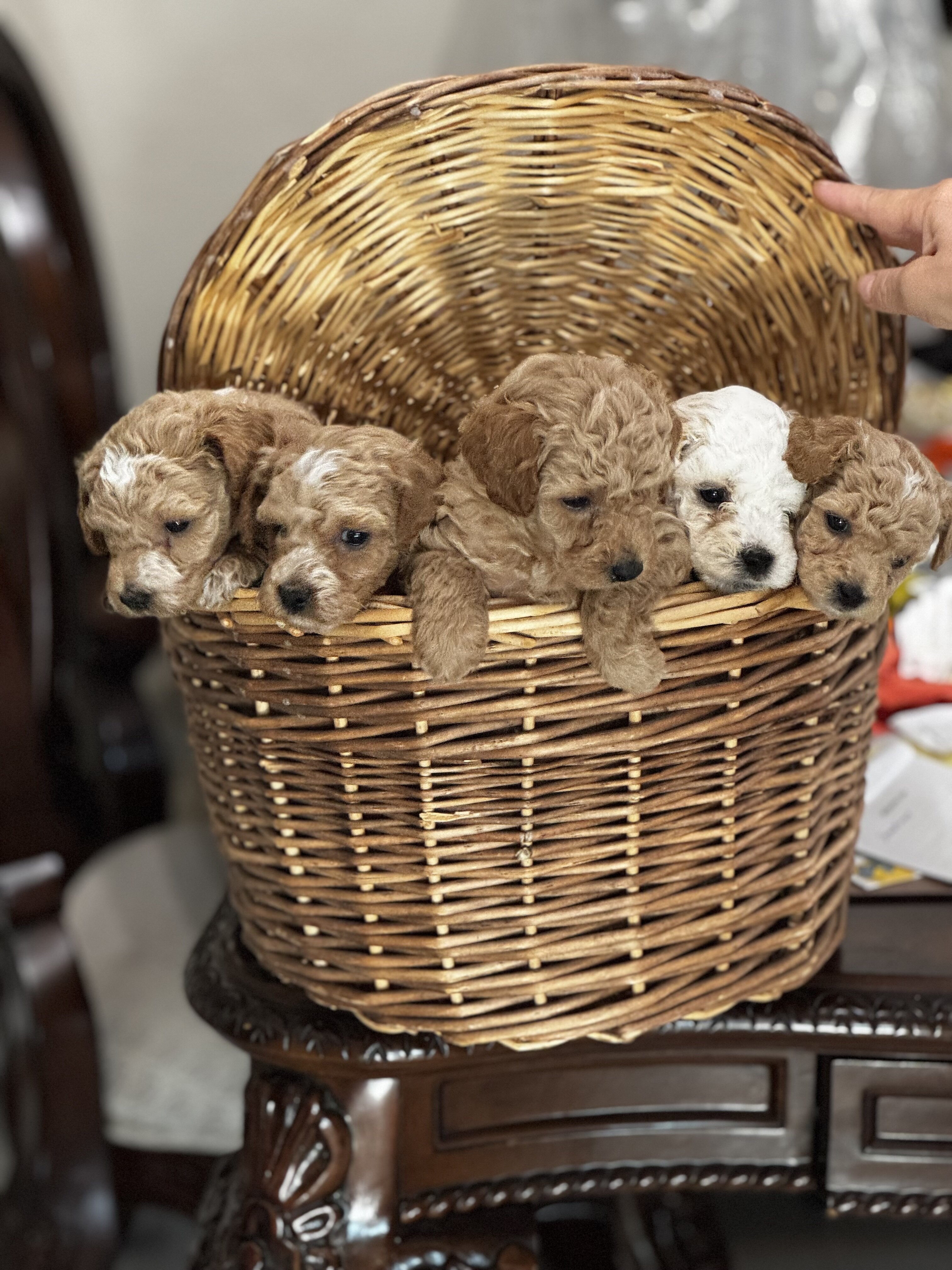 “Indy” Mini Cavapoochon Female image 4