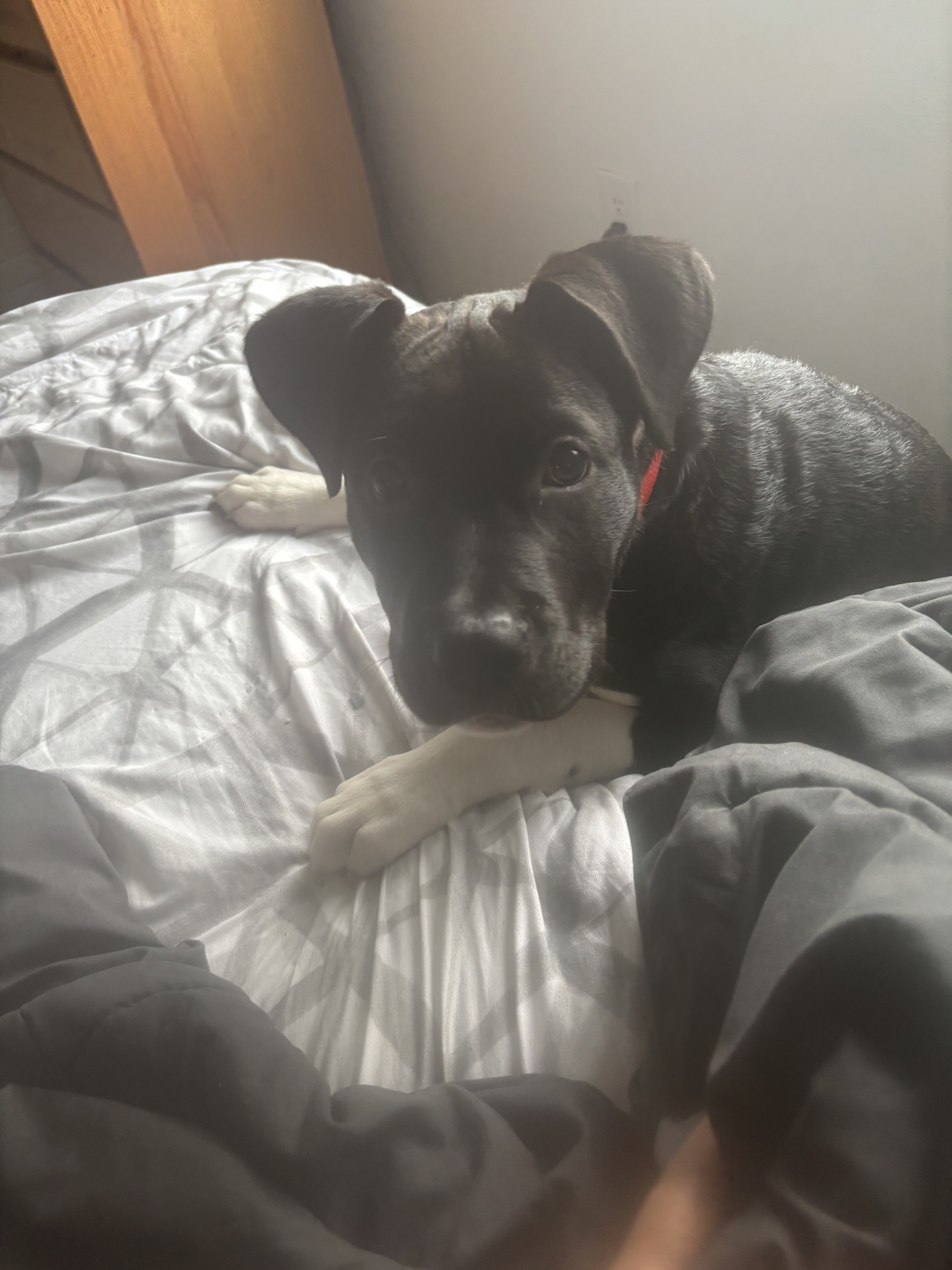 Pitbull mix image 1
