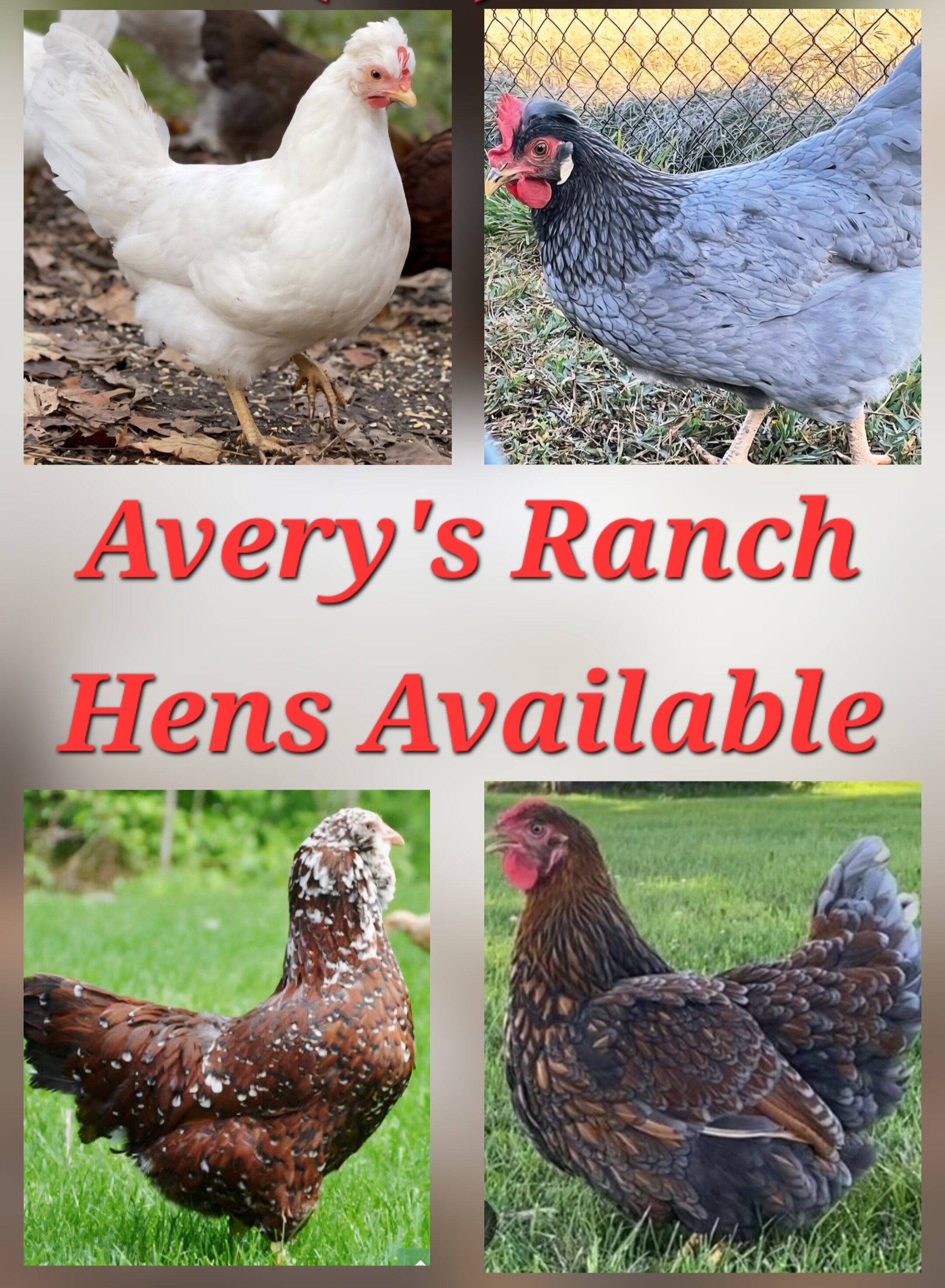 HENS PULLETS MINNESOTA image 2