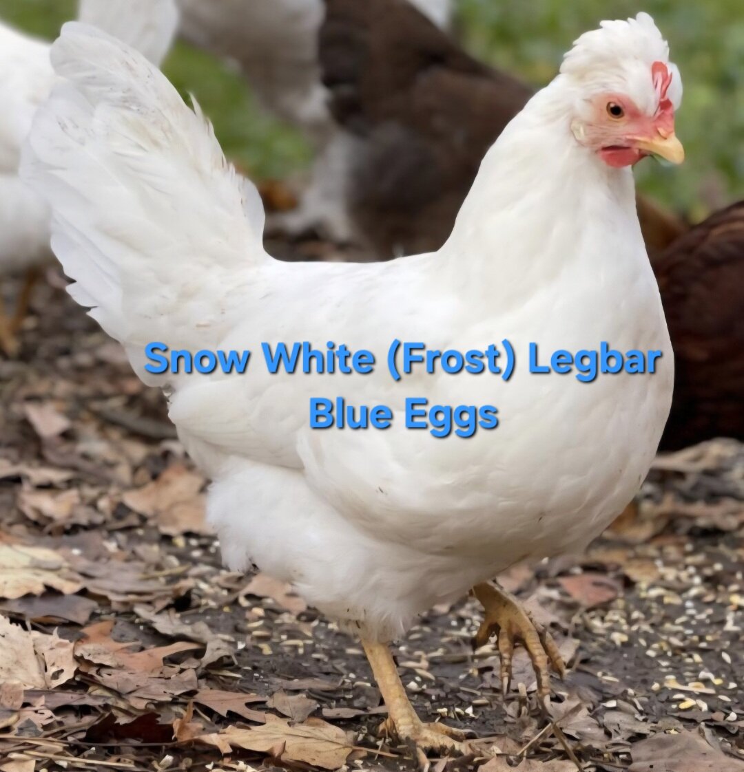 HENS PULLETS MINNESOTA image 3