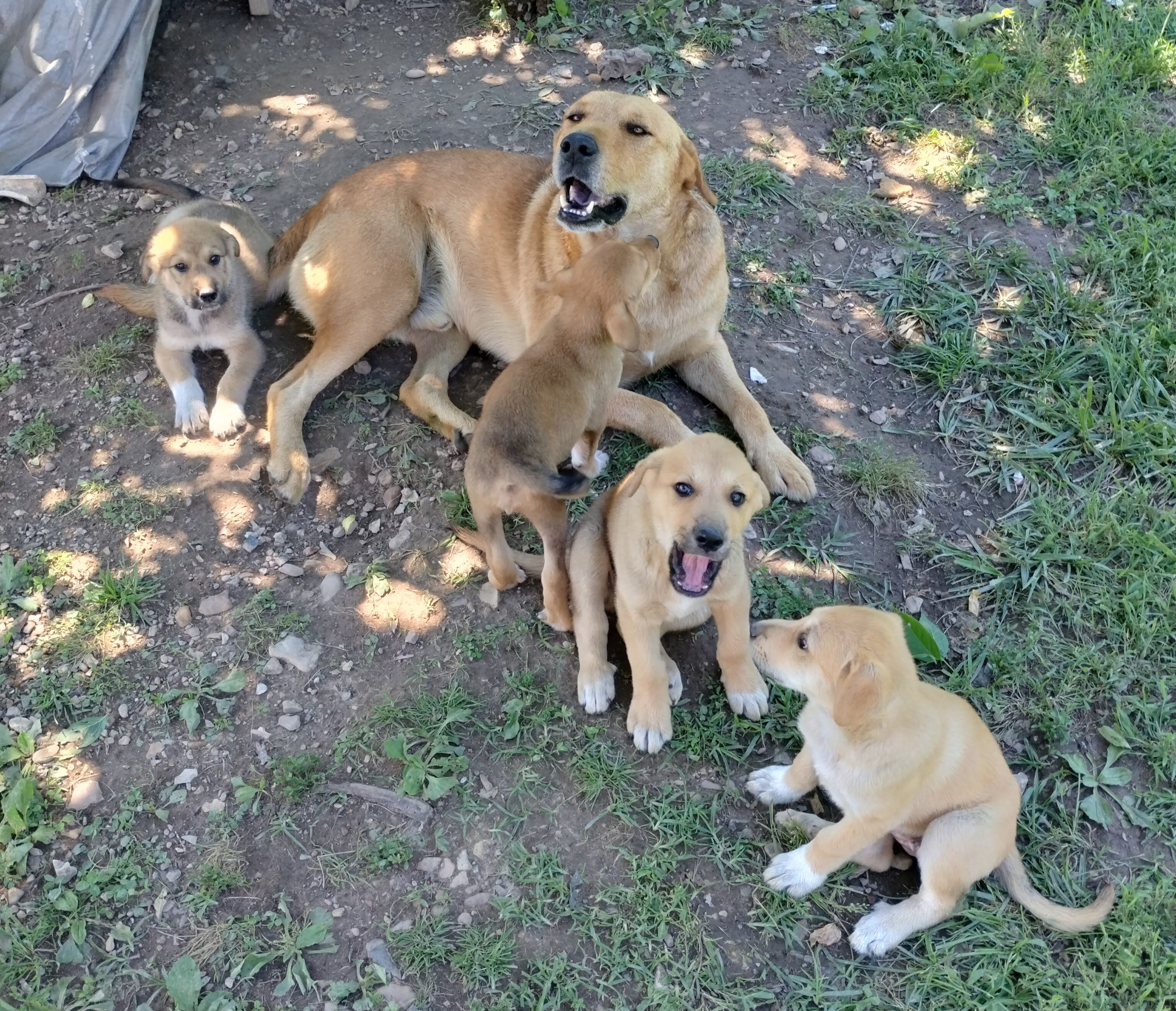 Pyrador puppies image 1