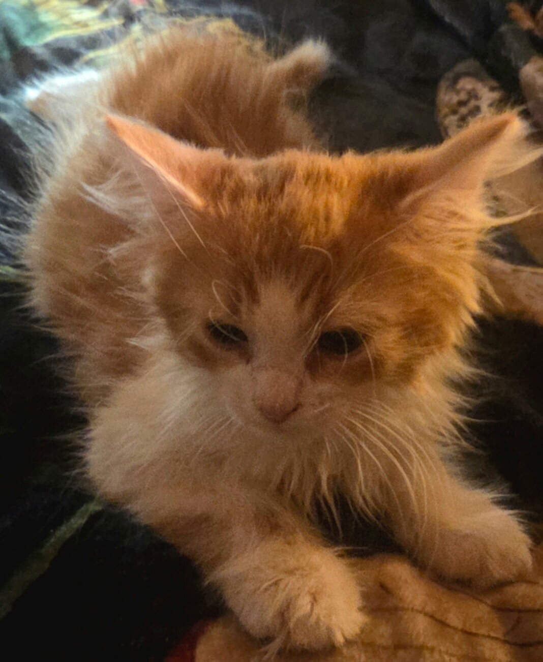 2 Maine Coon Kittens, Registered with the CFA image 9