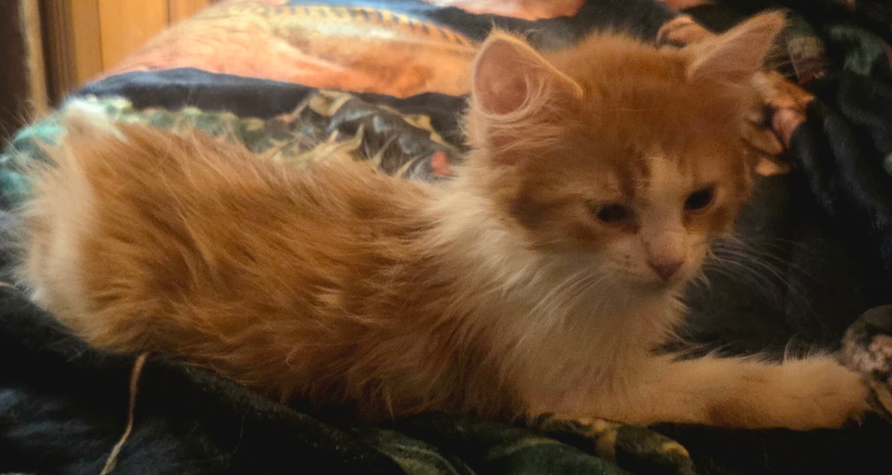 2 Maine Coon Kittens, Registered with the CFA image 2