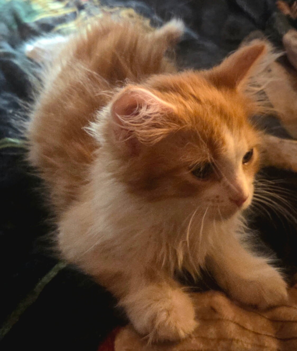2 Maine Coon Kittens, Registered with the CFA image 6