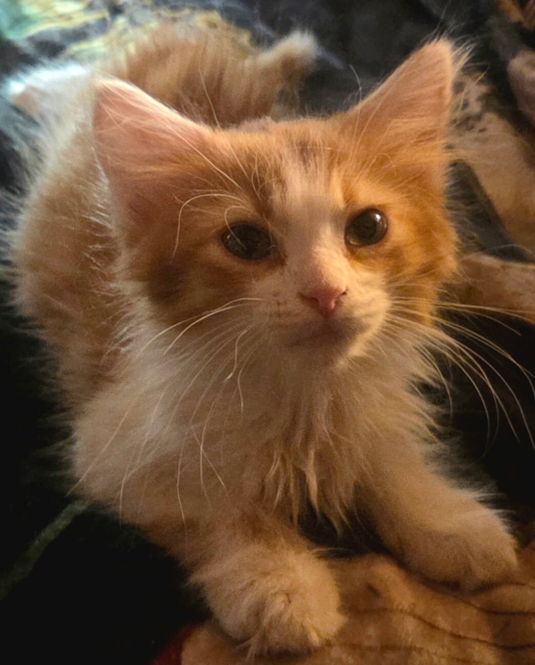 2 Maine Coon Kittens, Registered with the CFA image 3