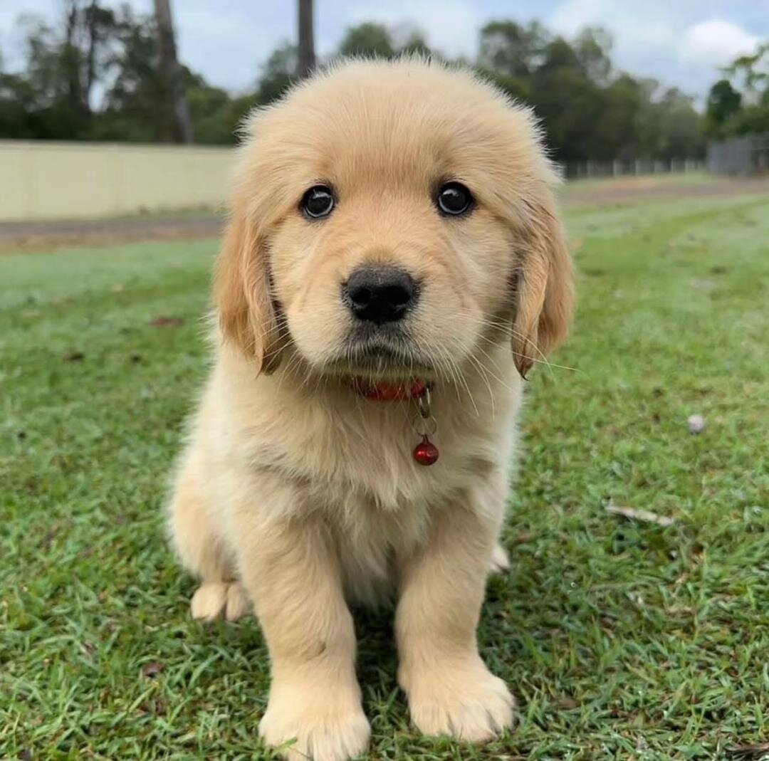 Beautiful Golden Retriever Puppies now ready image 1